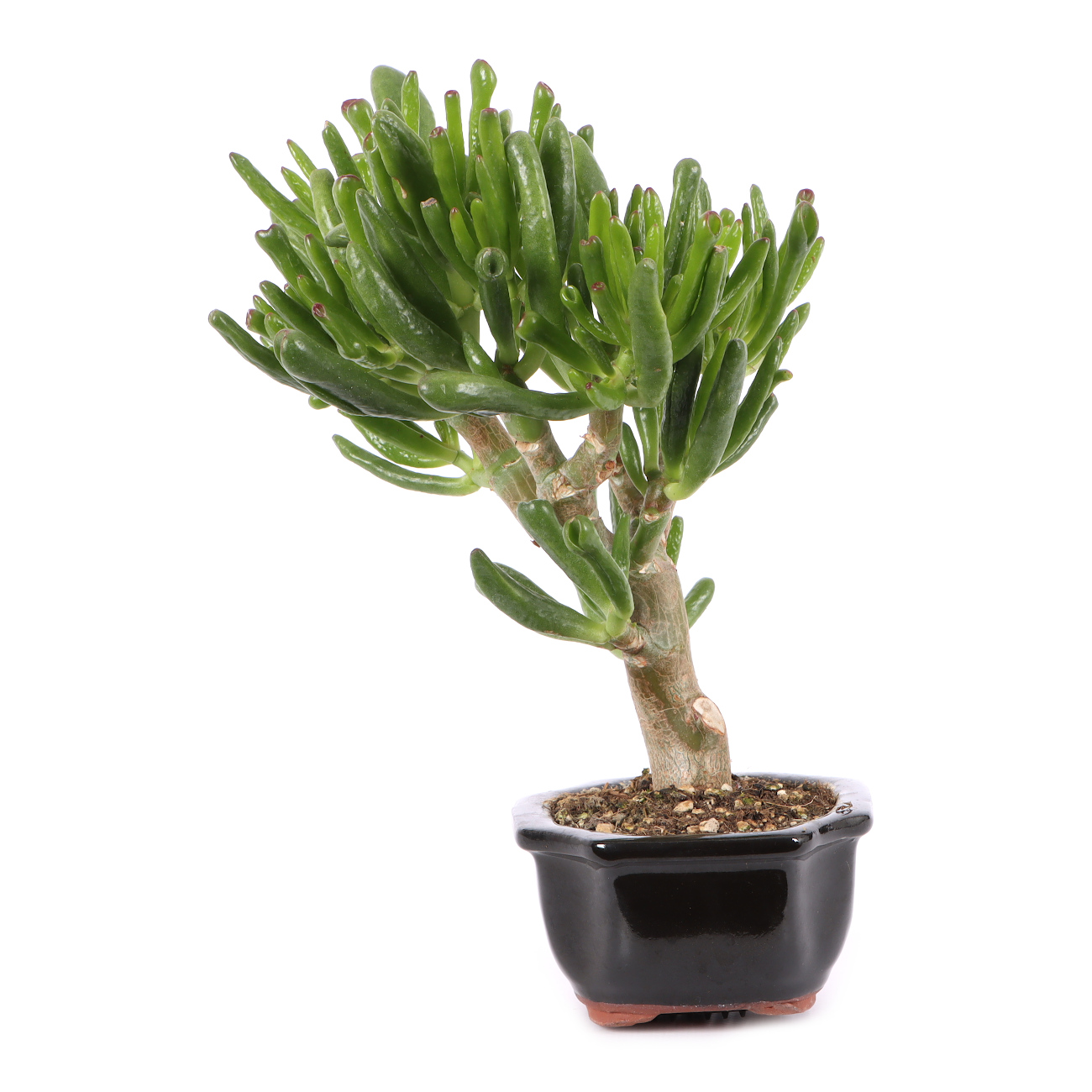 Crassula ovata 'Horn Tree'