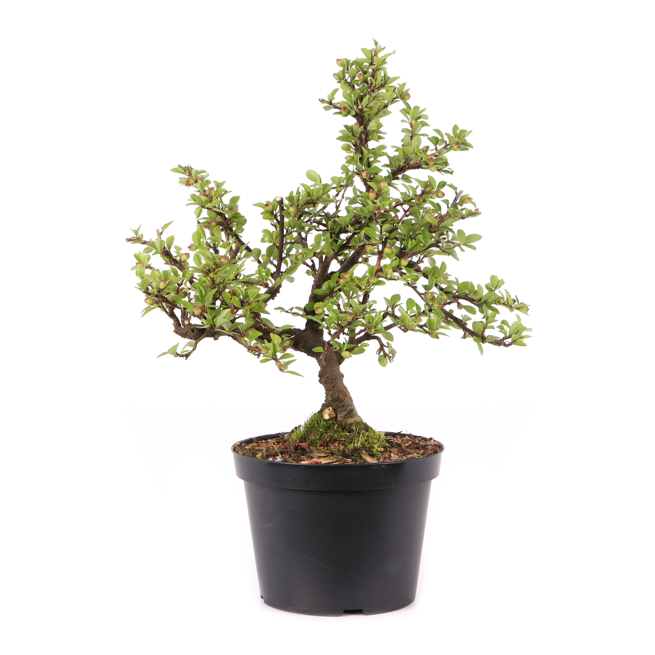 Cotoneaster praecox