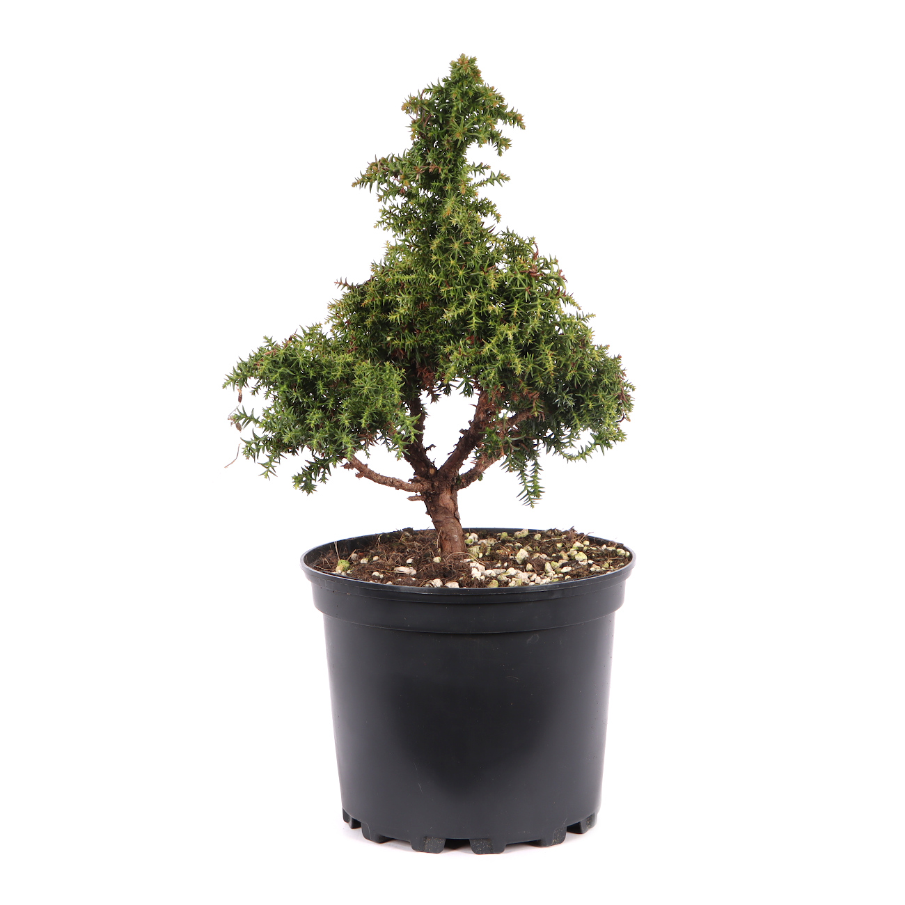 Cryptomeria japonica 'Yokohama'