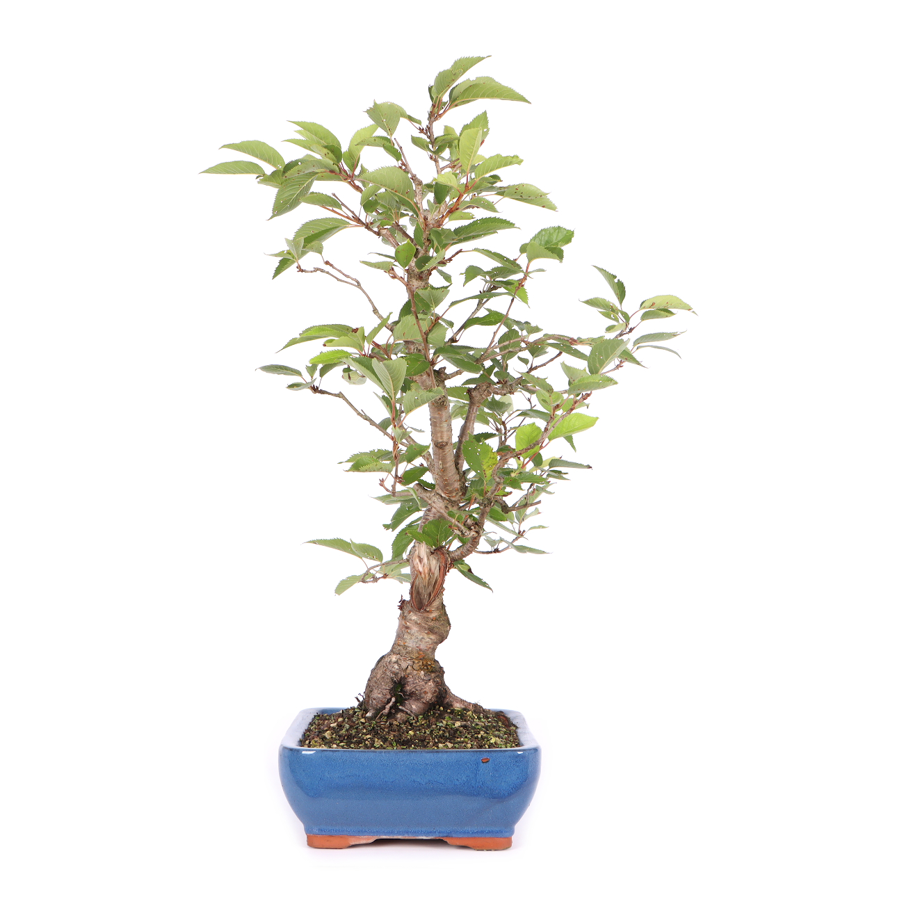 Prunus 'Accolade'