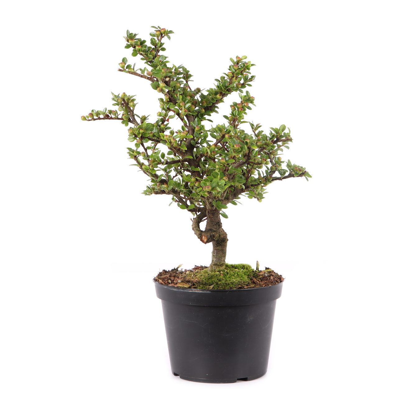 Cotoneaster praecox