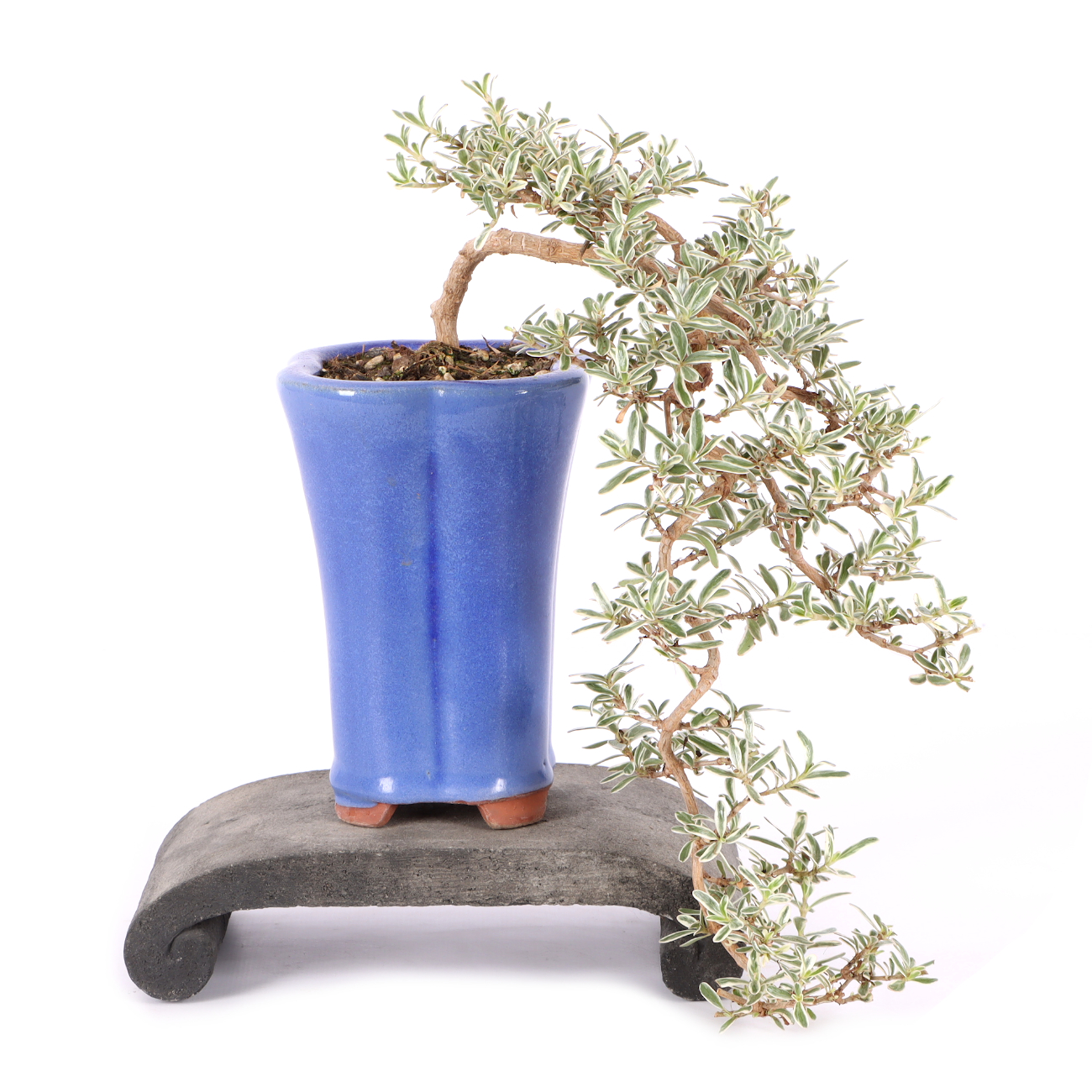 Coprosma x kirkii 'Variegata'