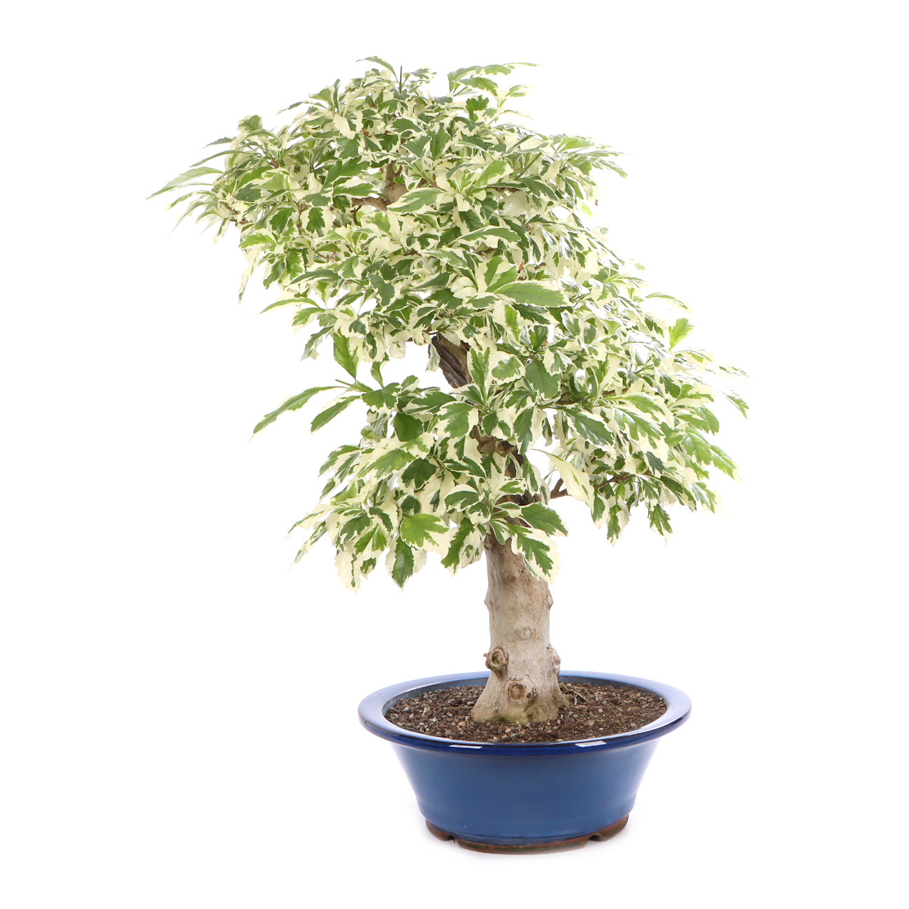 Seitenansicht rechts