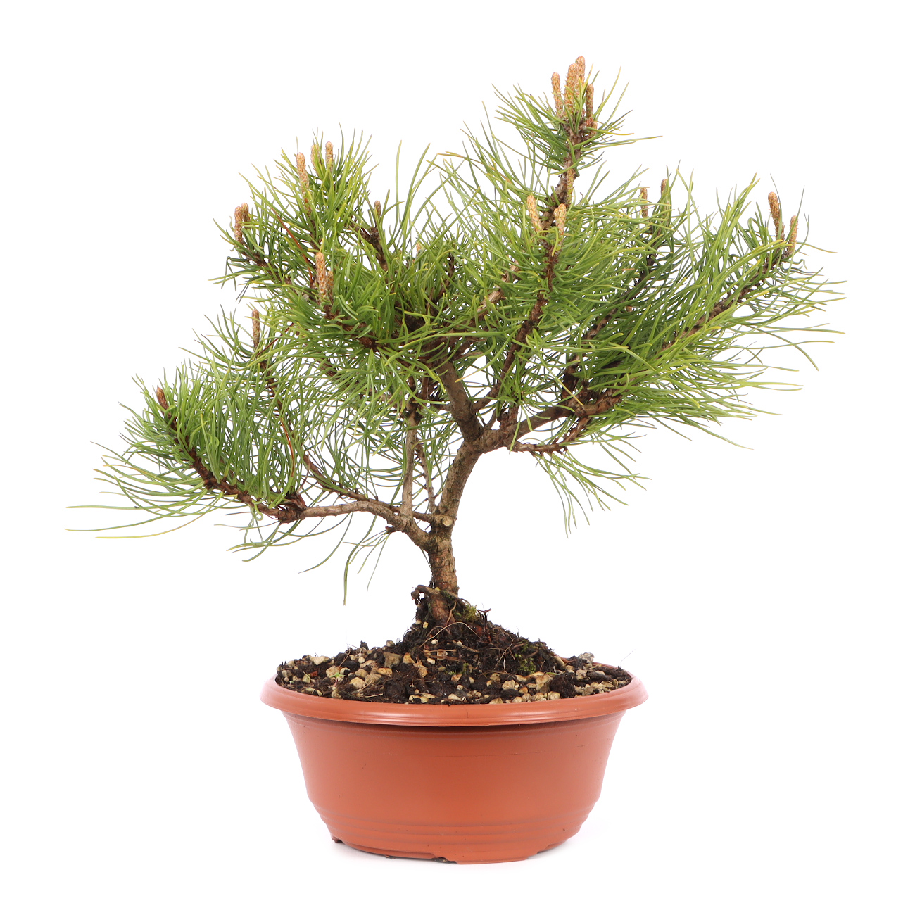 Pinus mugo subsp. uncinata