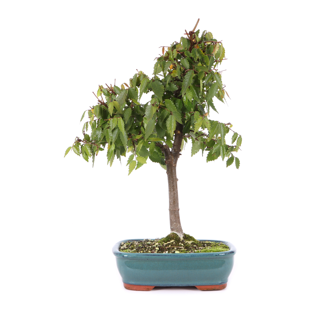 Zelkova serrata
