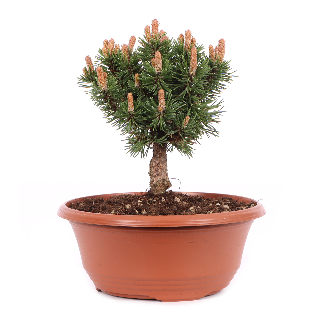 Pinus mugo 'Sherwood Compact'