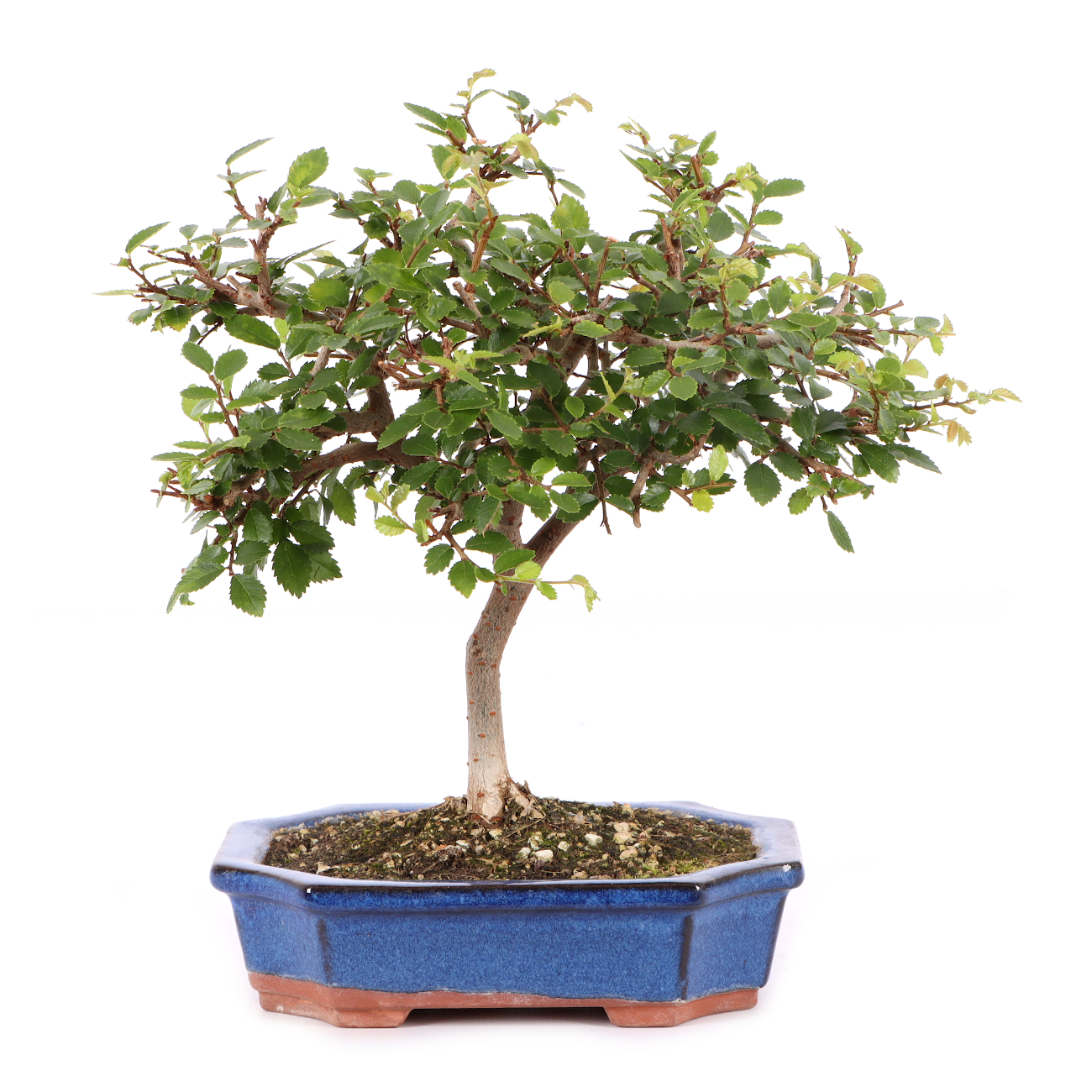 Ulmus parvifolia