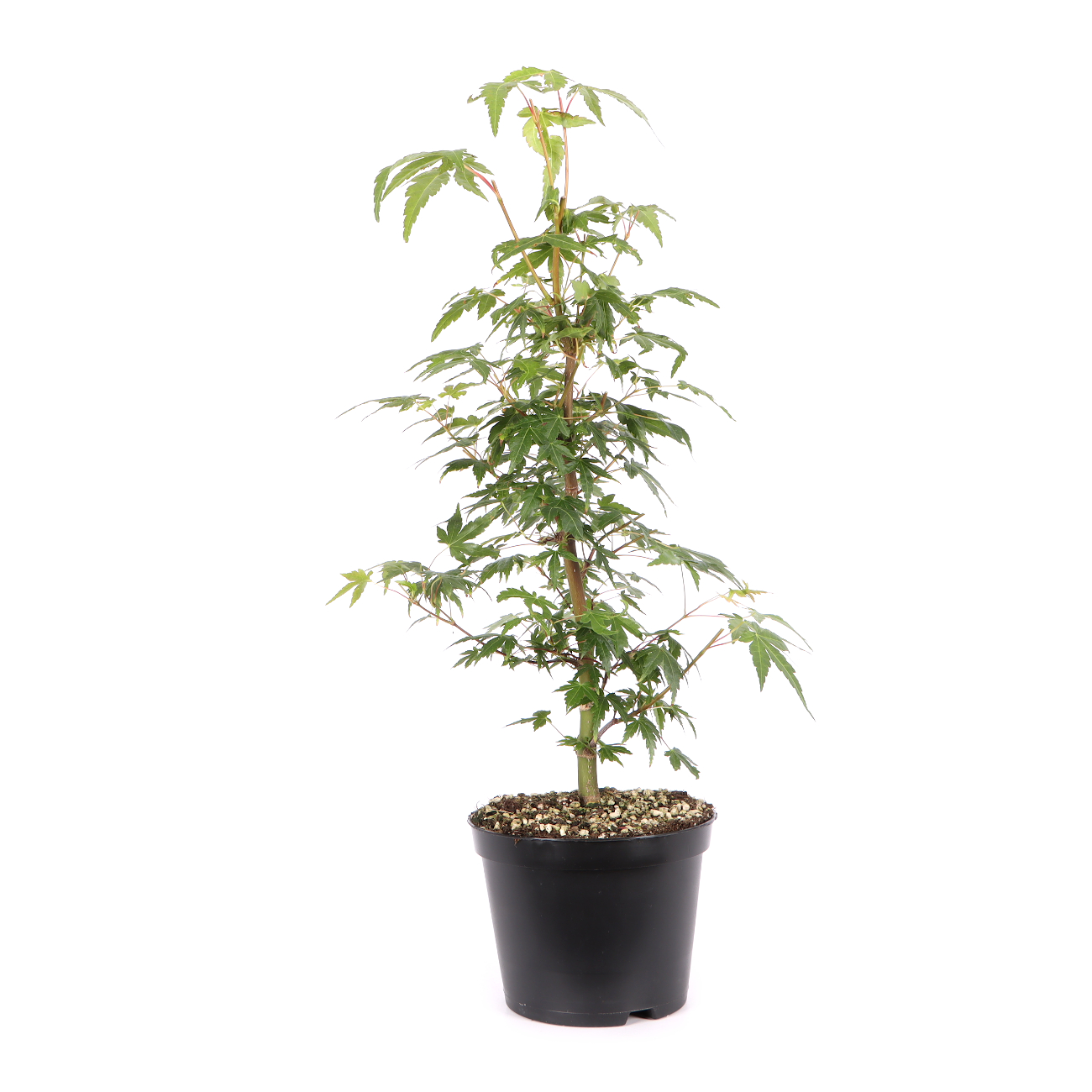 Acer palmatum