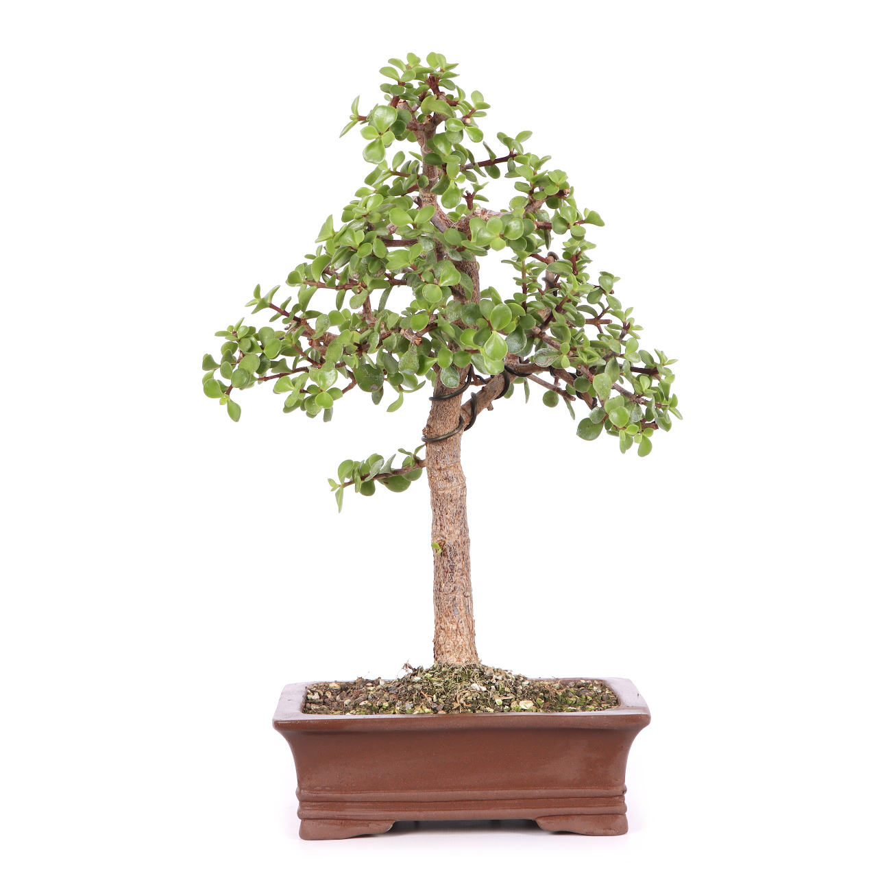 Portulacaria afra