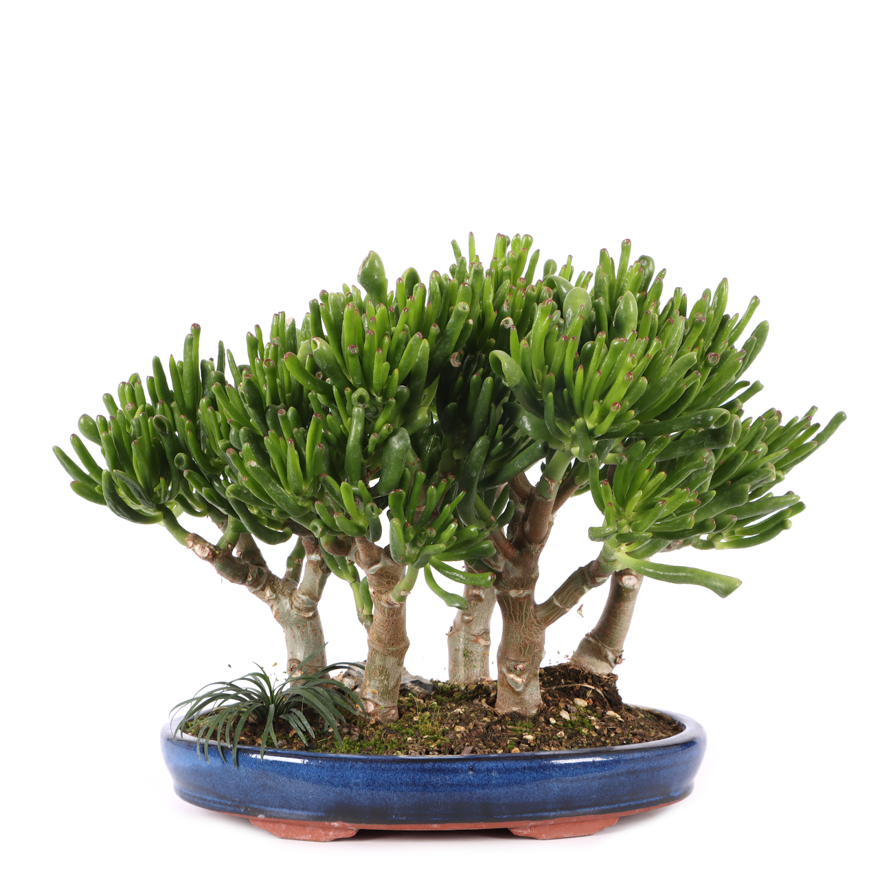 Crassula ovata 'Horn Tree'