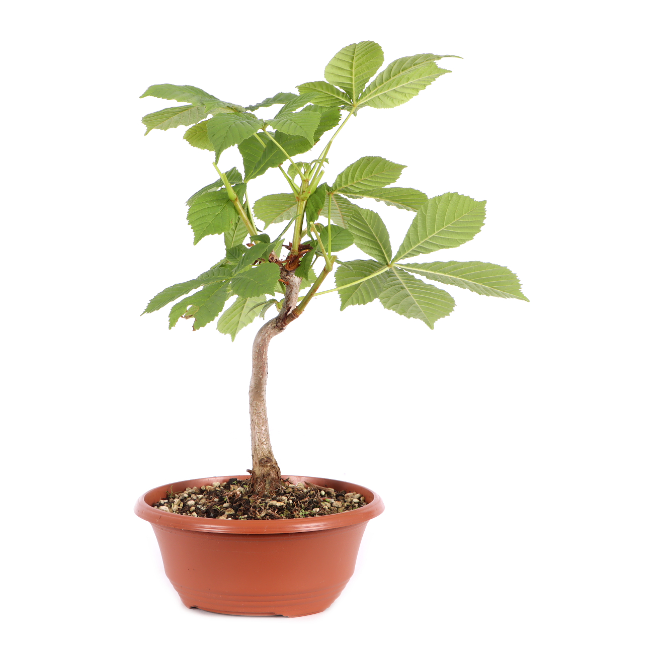 Aesculus hippocastanum
