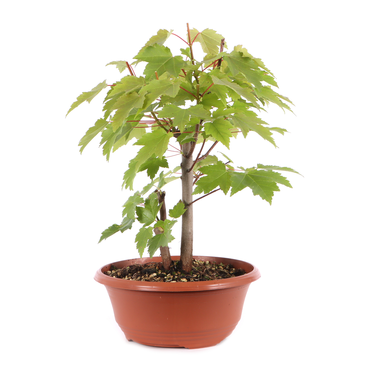 Acer rubrum 'October Glory'