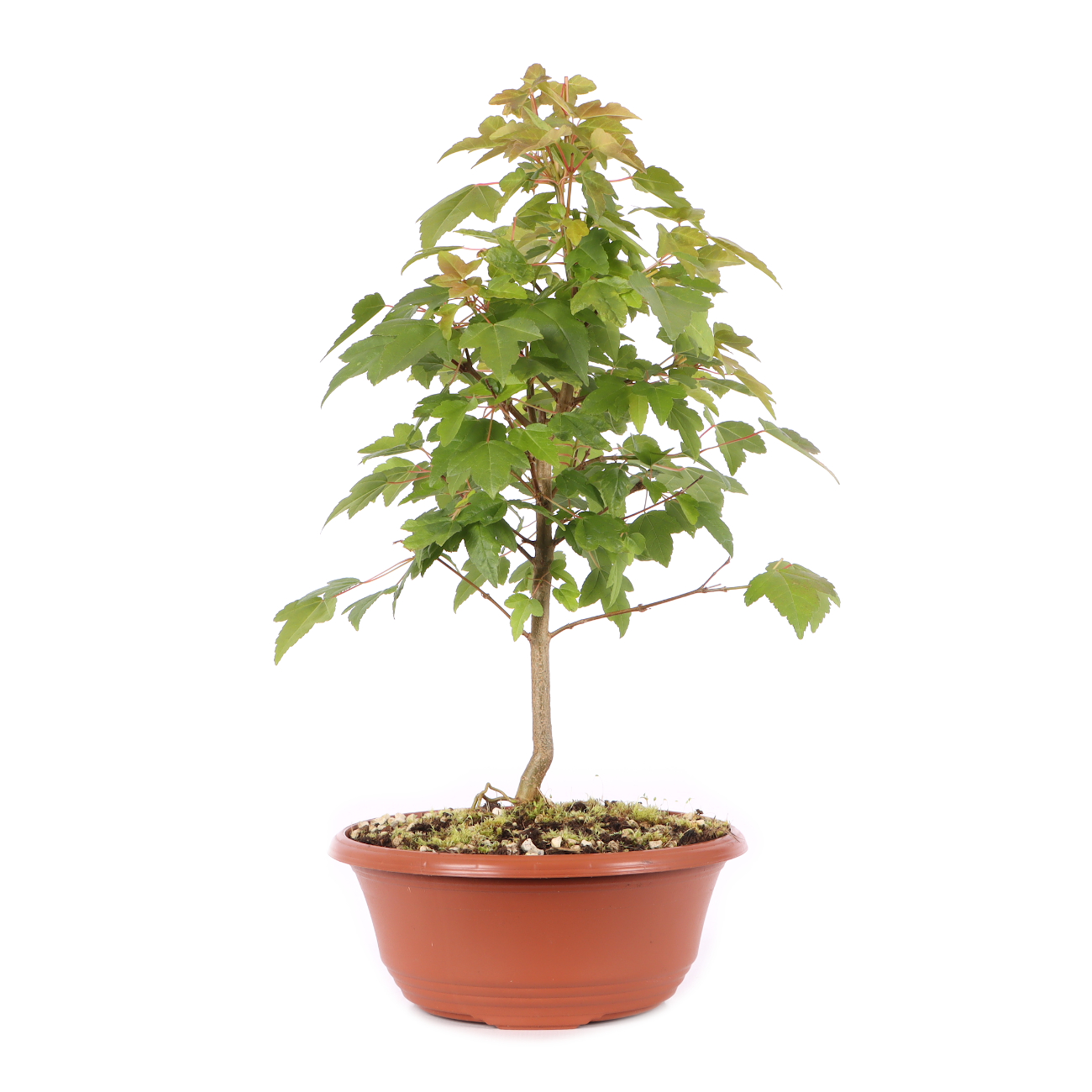 Acer buergerianum