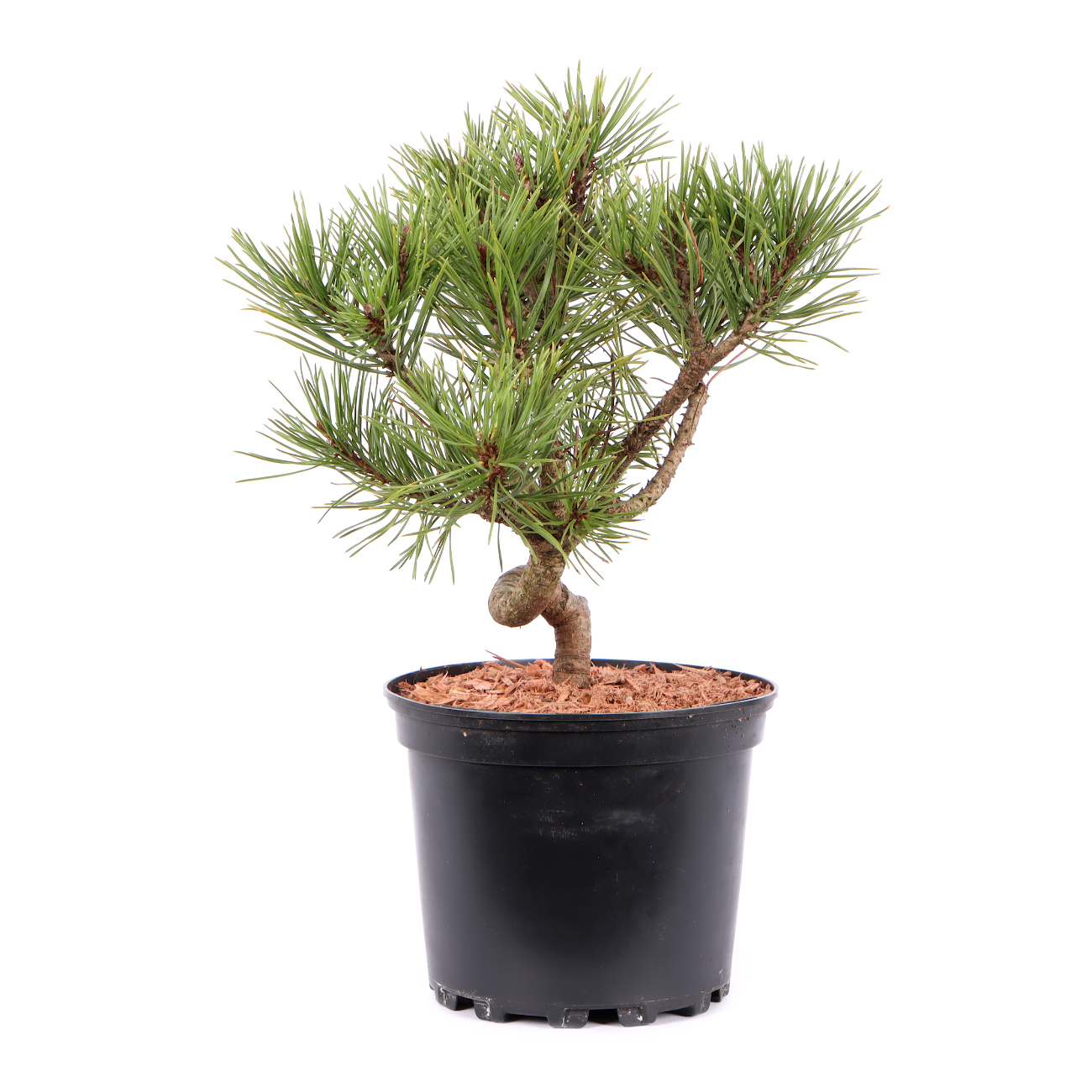 Seitenansicht rechts