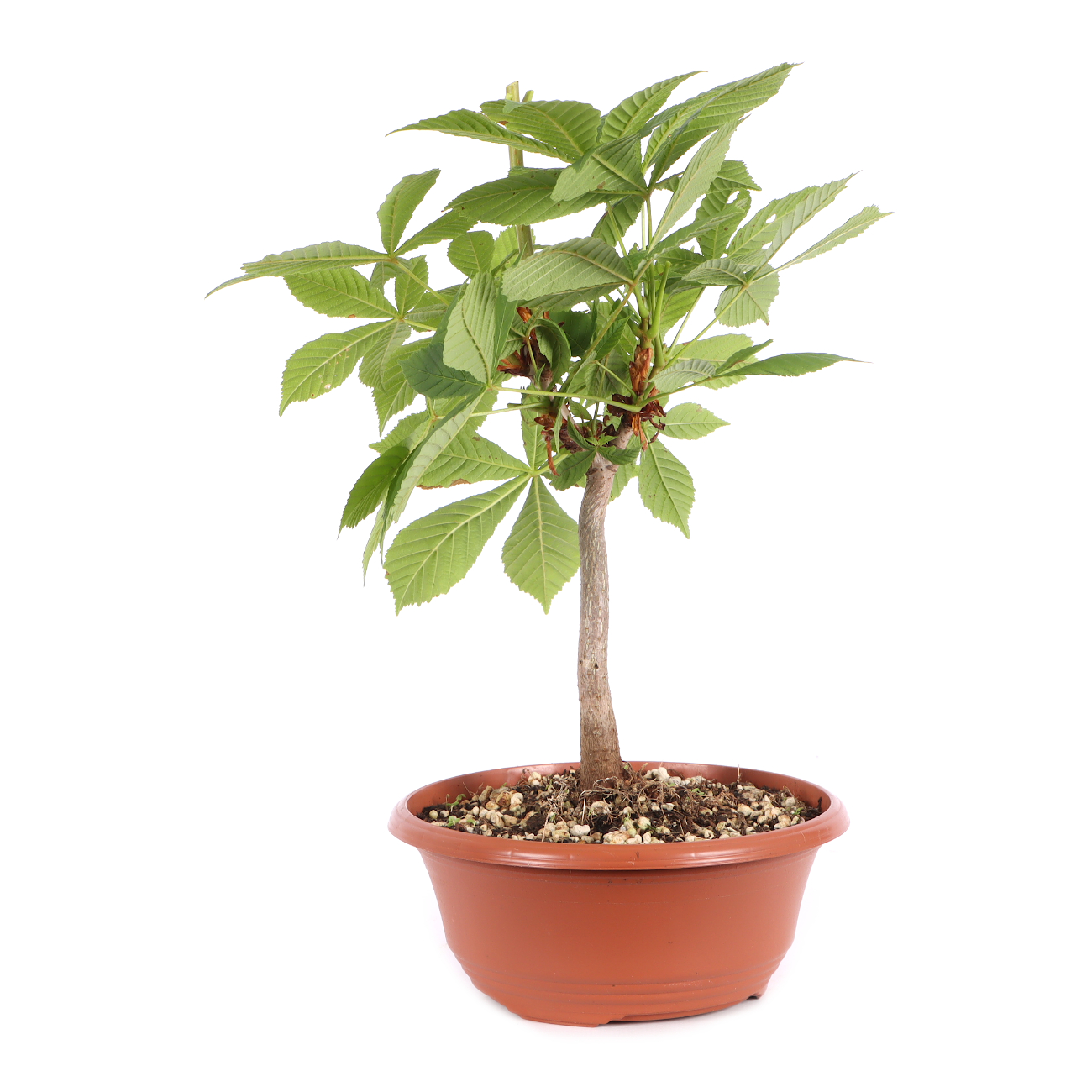 Aesculus hippocastanum