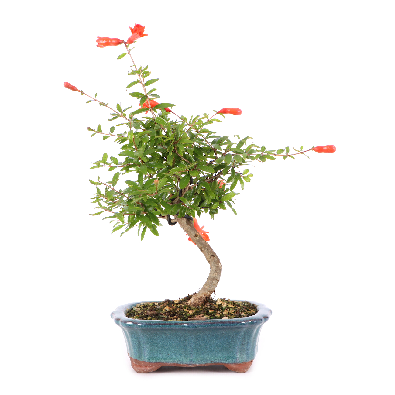 Punica granatum 'Nana'