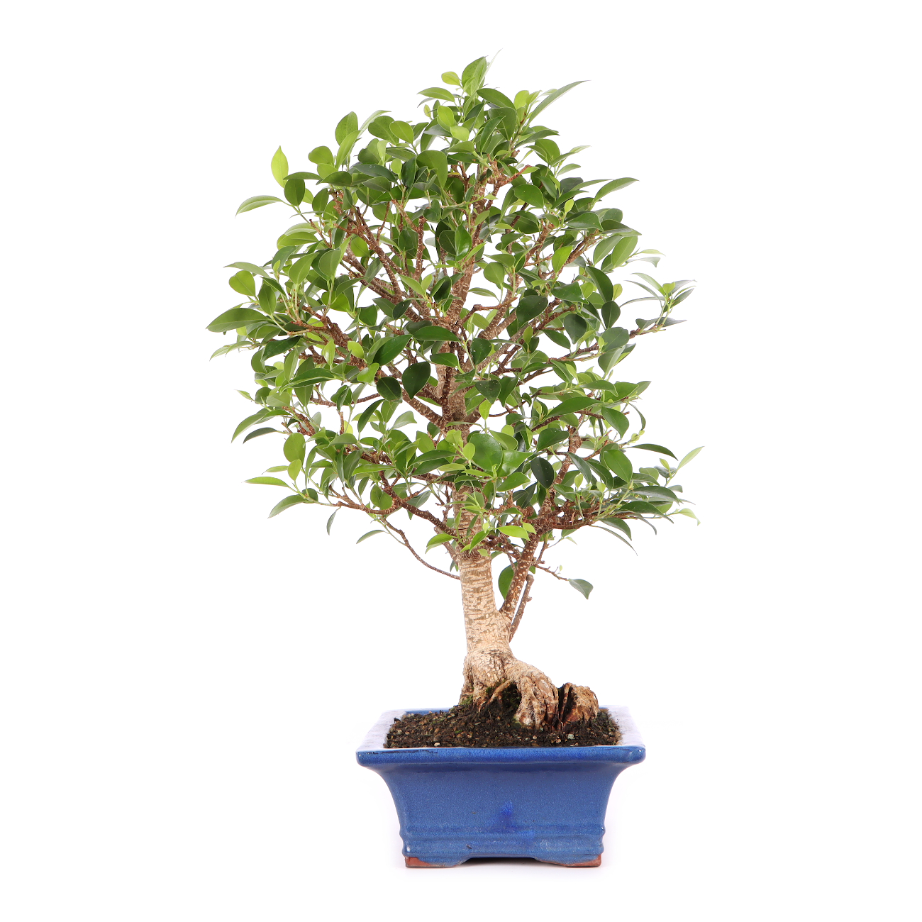Ficus microcarpa 'Tiger Bark'