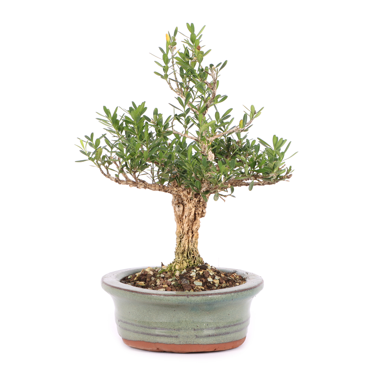 Buxus sinica var. sinica