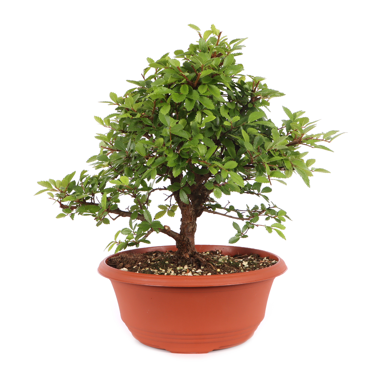 Ulmus japonica