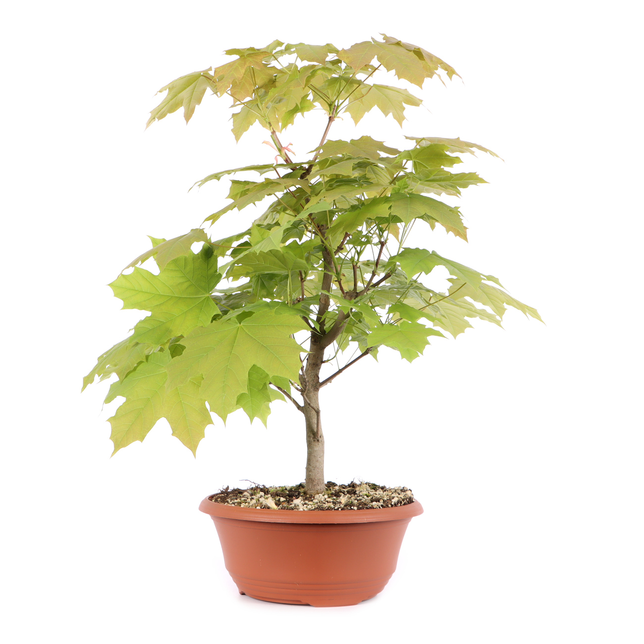 Acer platanoides