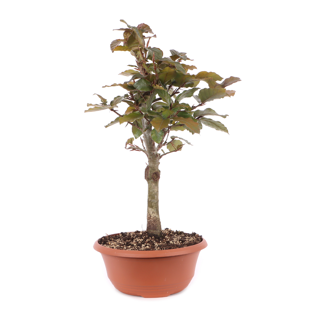 Fagus sylvatica f. purpurea