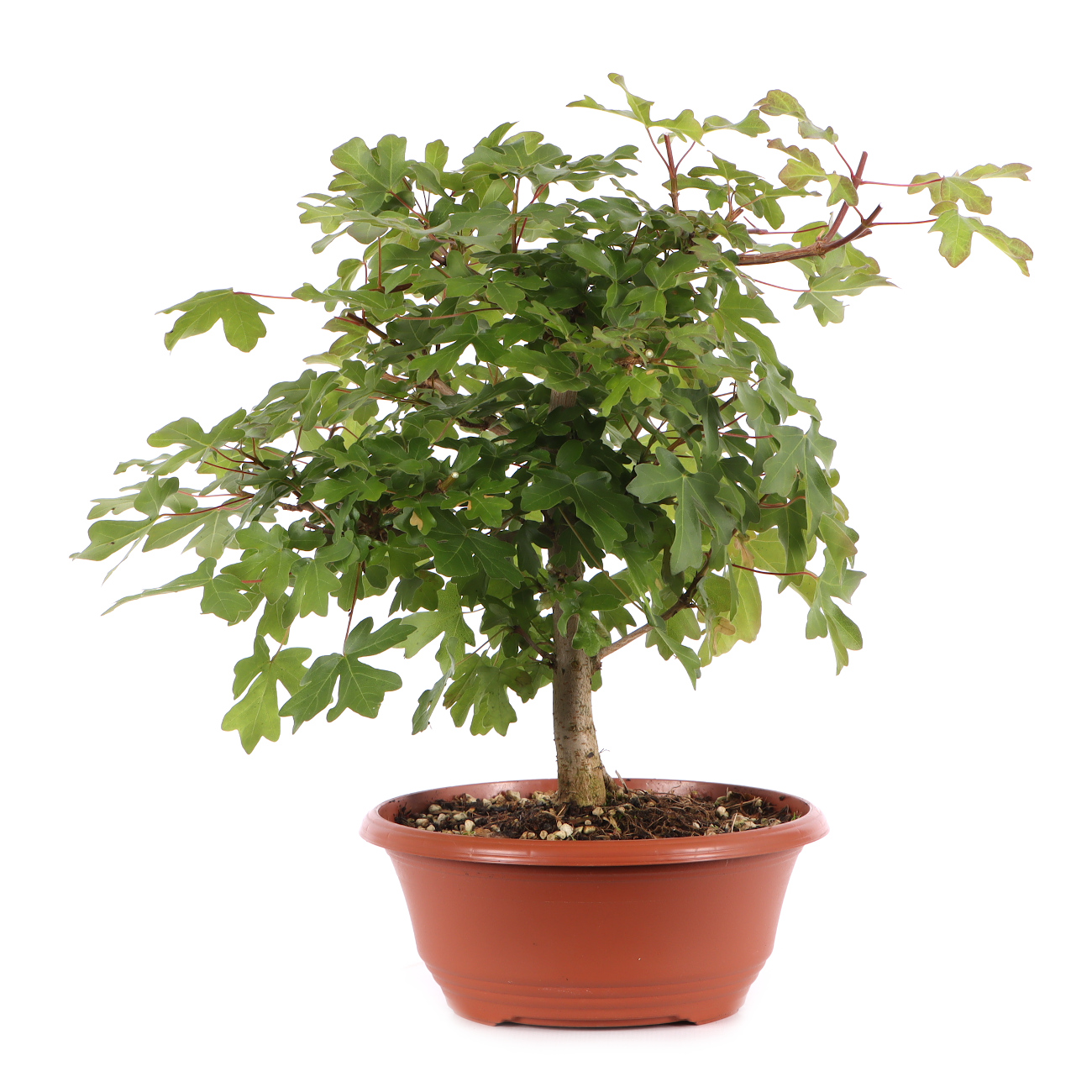 Acer campestre