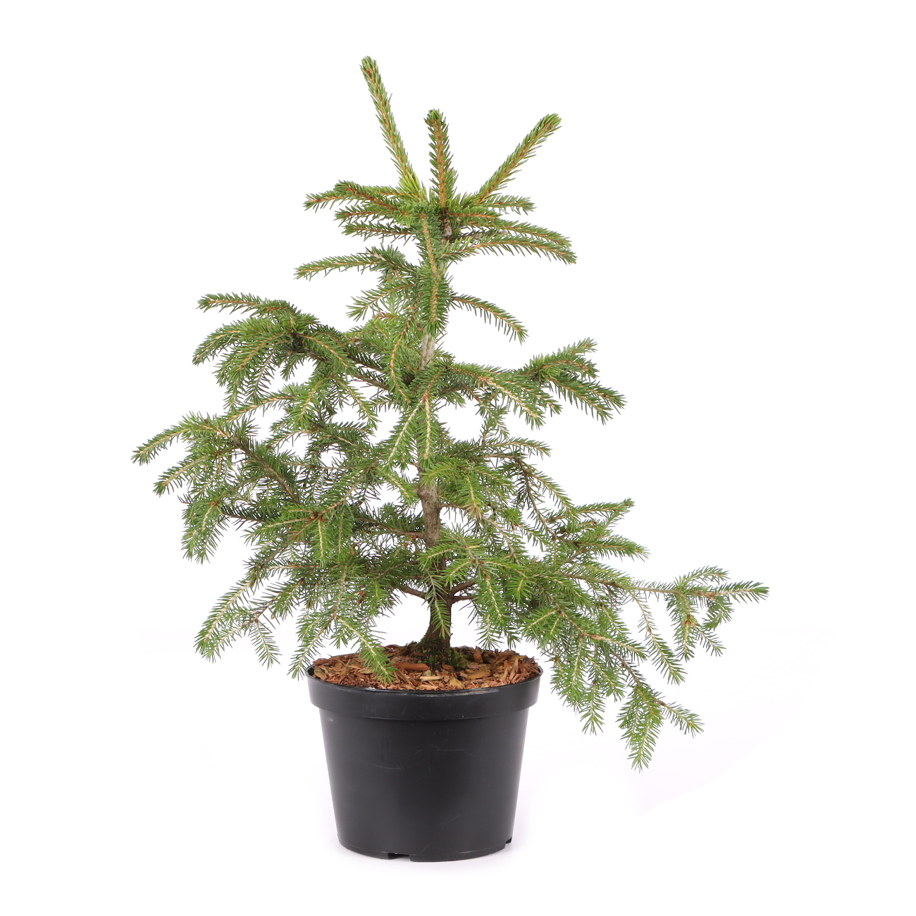 Picea orientalis