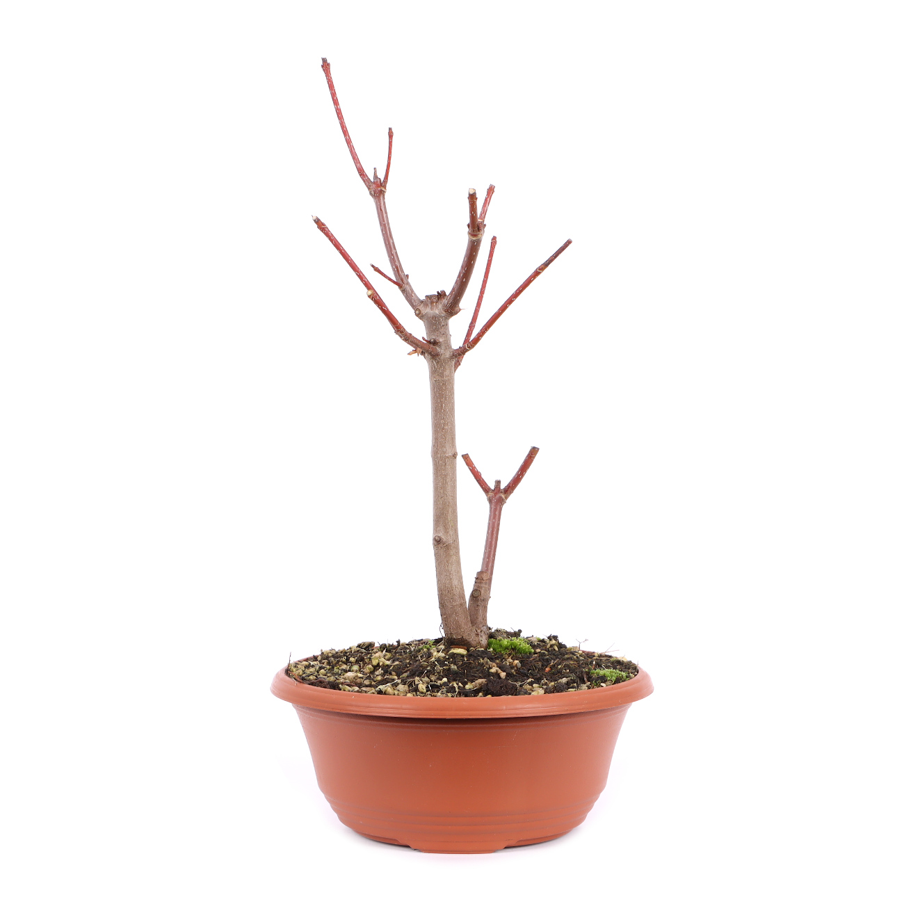 Seitenansicht rechts