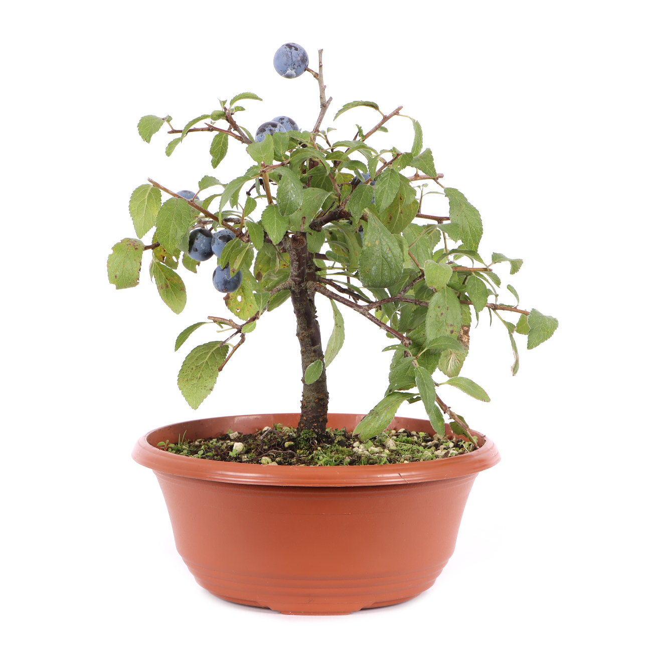 Prunus spinosa