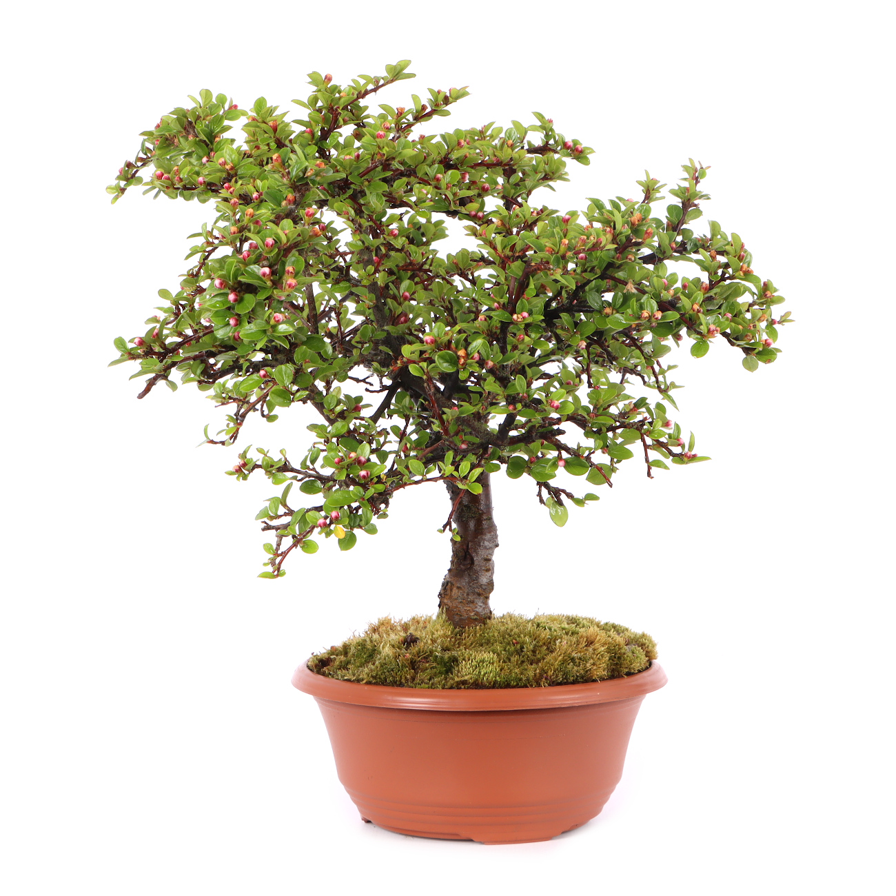 Cotoneaster praecox