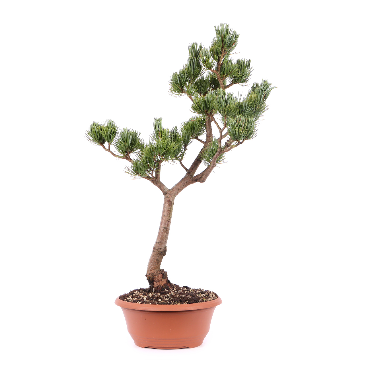 Pinus parviflora 'Glauca'