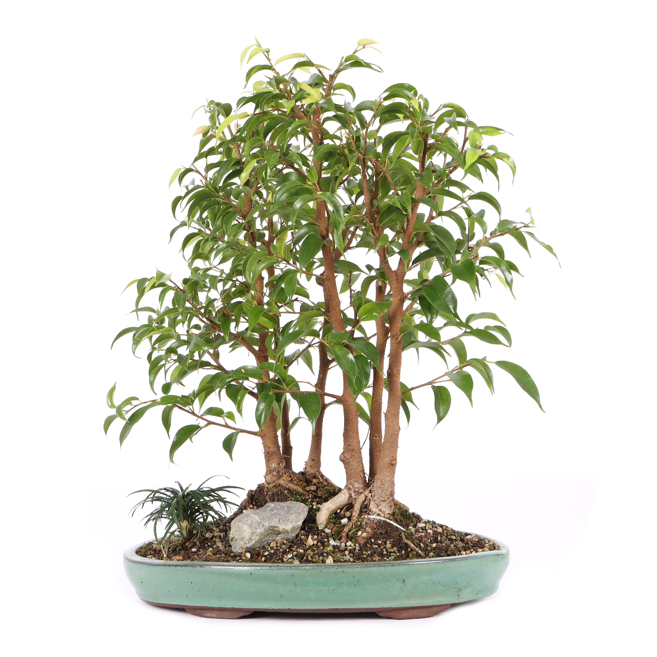 Ficus benjamina 'Natasja'