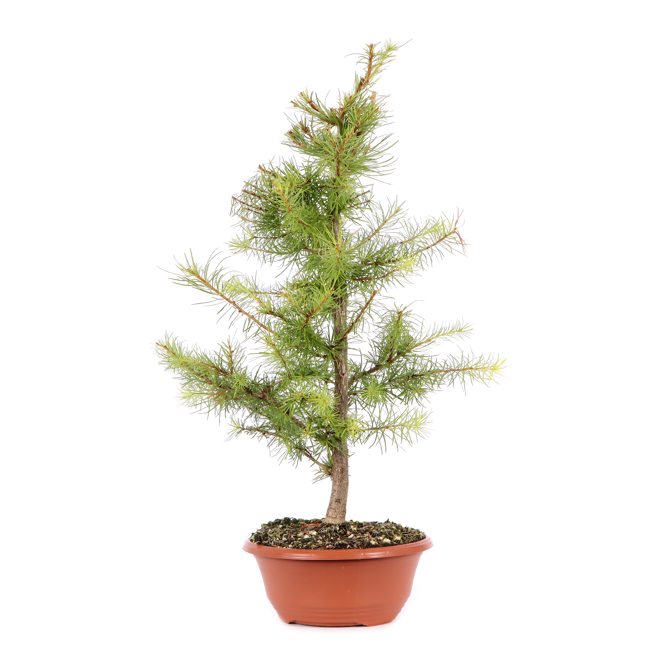 Larix kaempferi