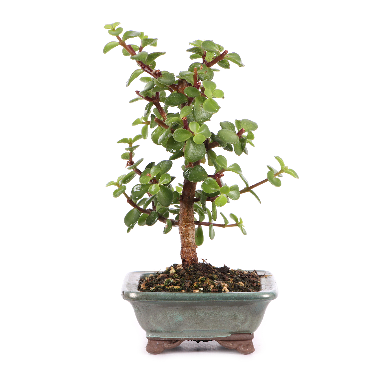 Portulacaria afra