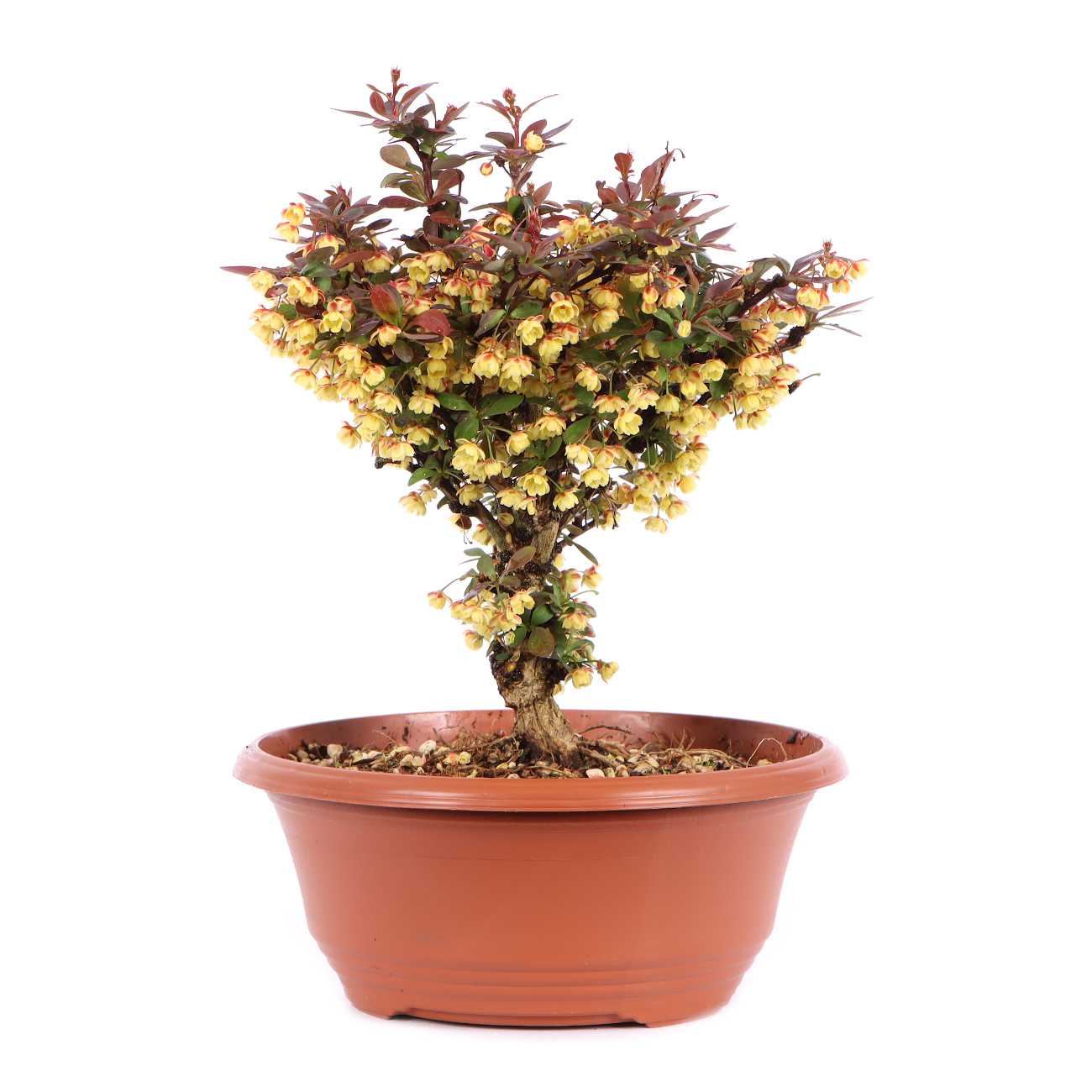 Seitenansicht rechts