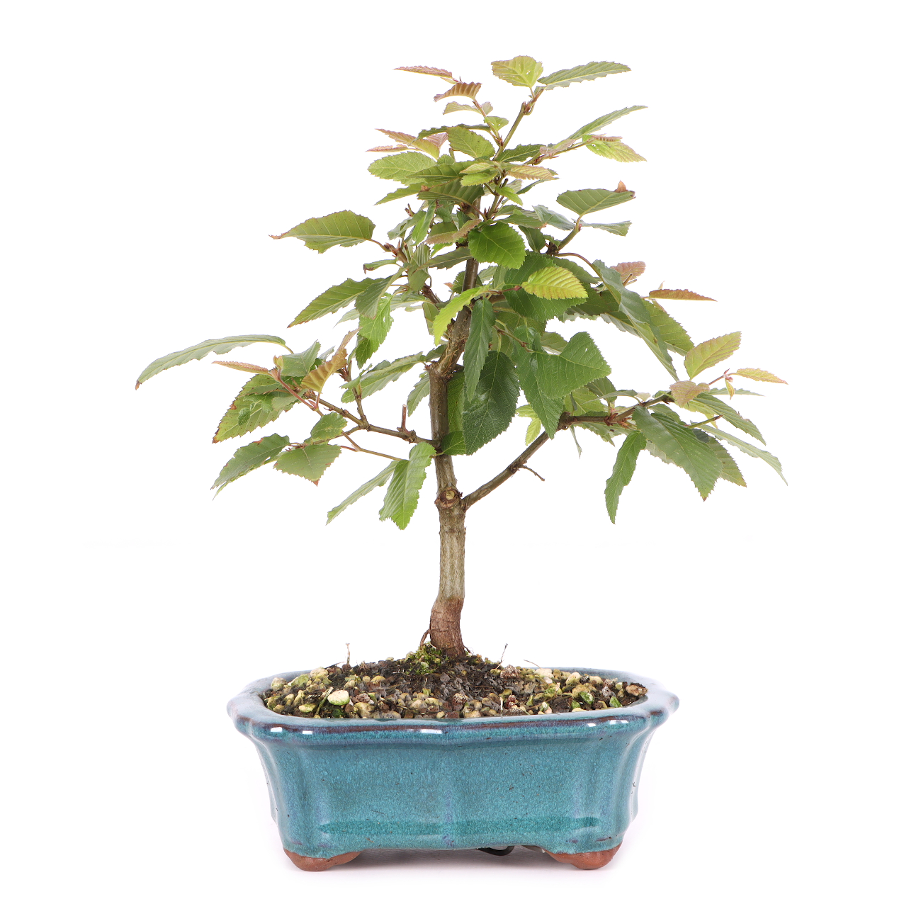 Carpinus turczaninowii