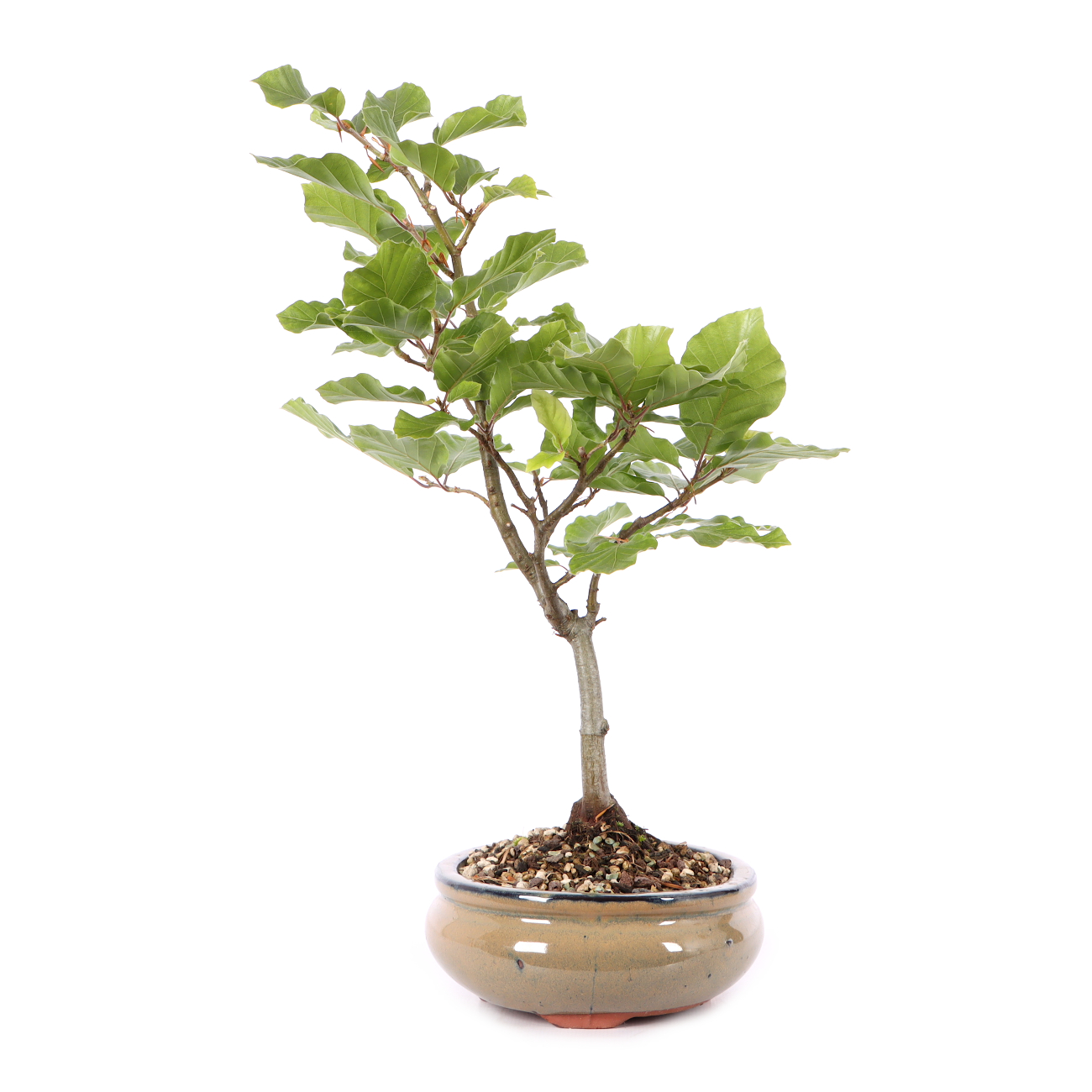 Fagus sylvatica