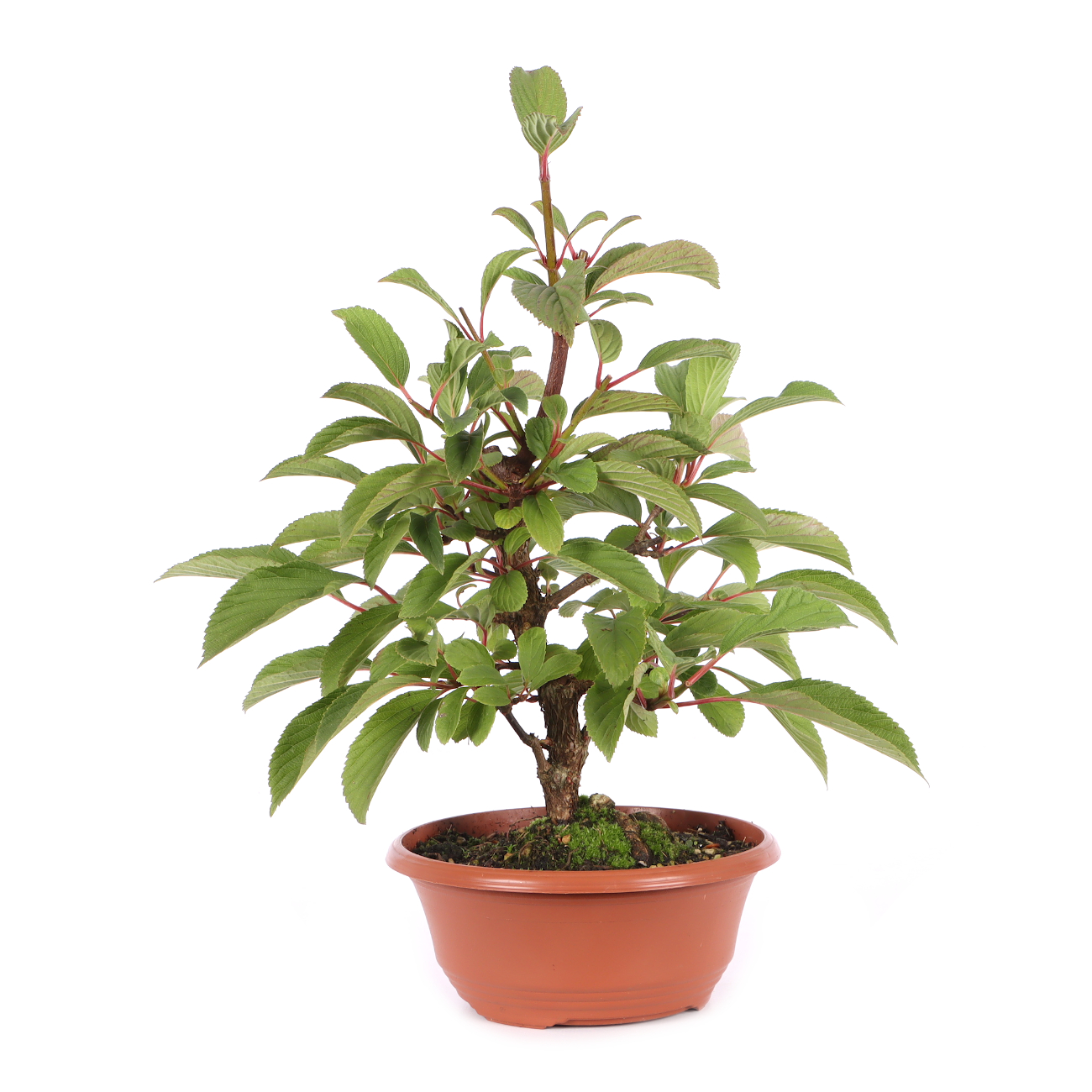 Viburnum x bodnantense 'Dawn'