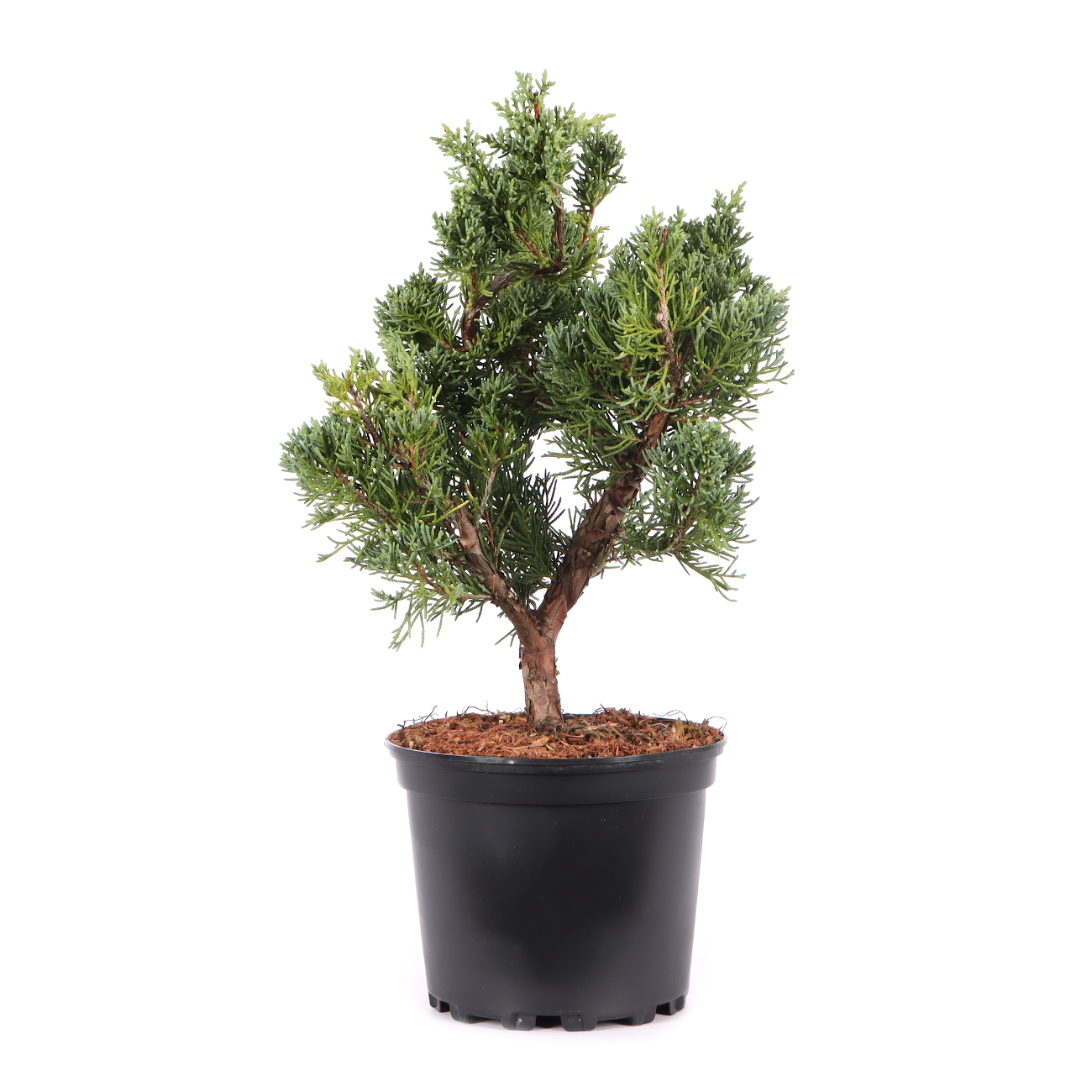 Juniperus chinensis ‘Blaauw‘