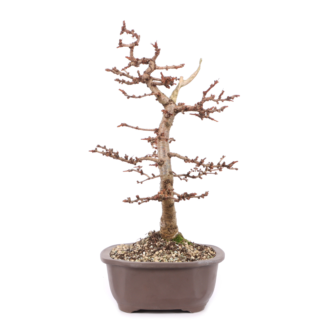 Larix kaempferi ‘Little Bogle‘ | 1873-K-26-0632
