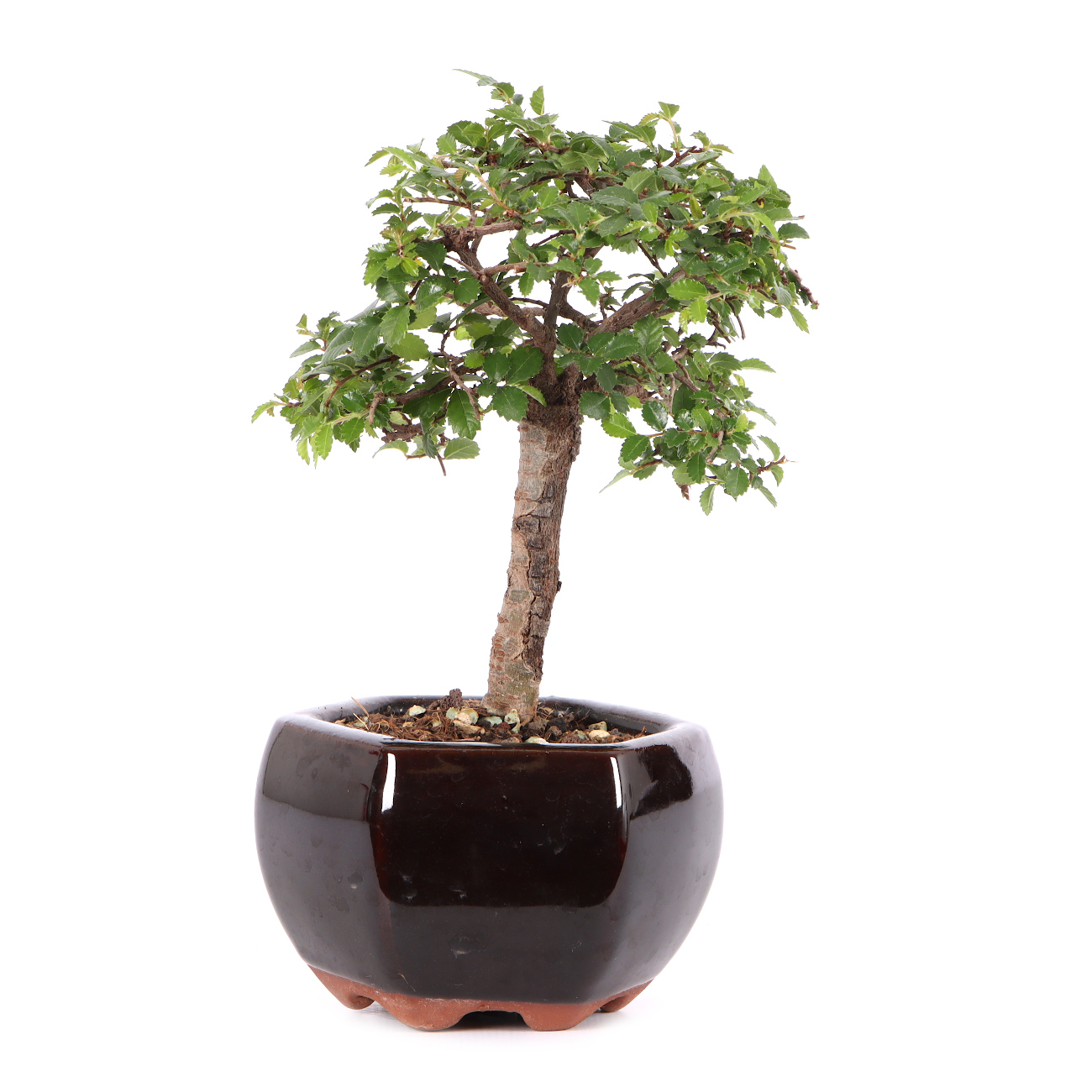 Ulmus parvifolia