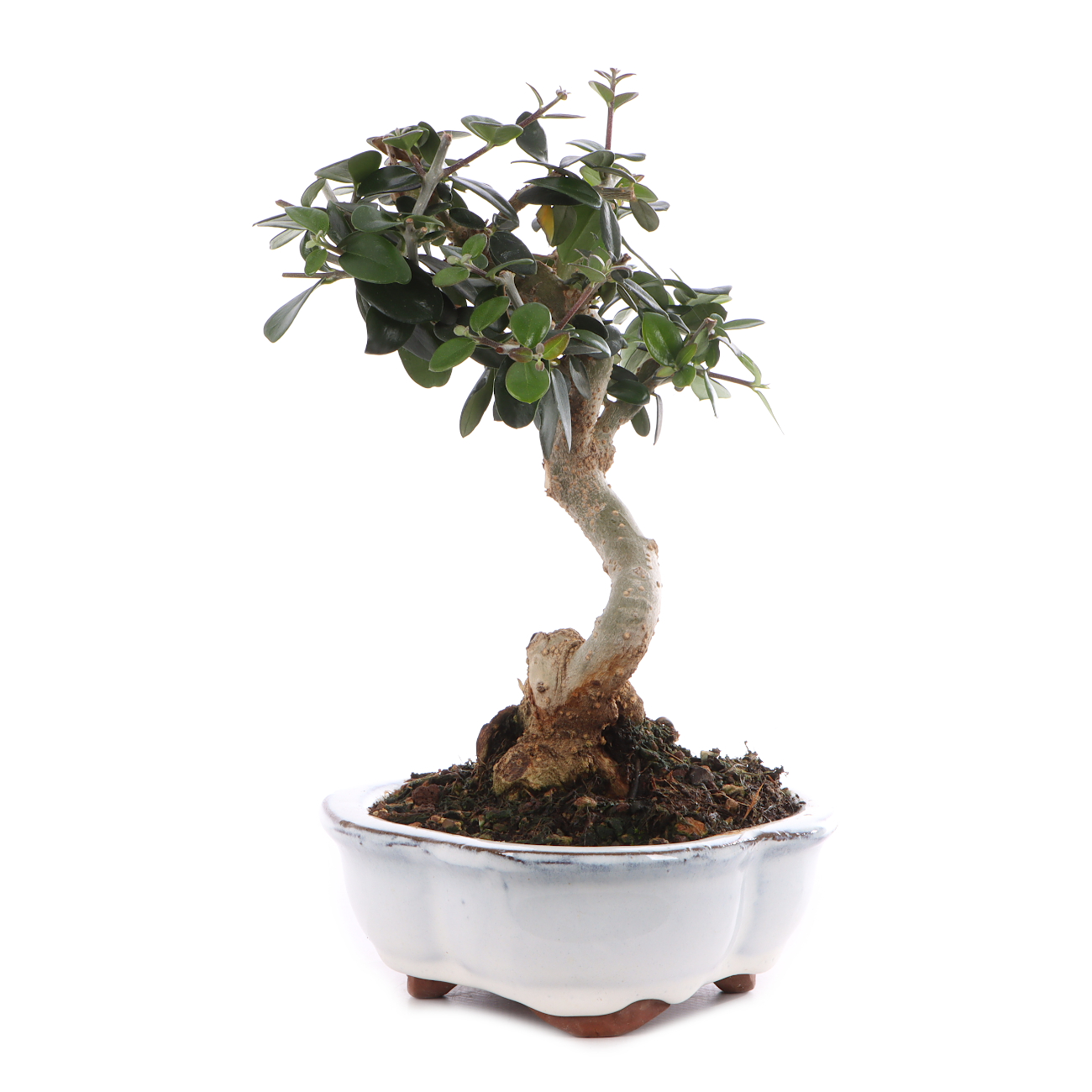 Olea europaea subsp. sylvestris