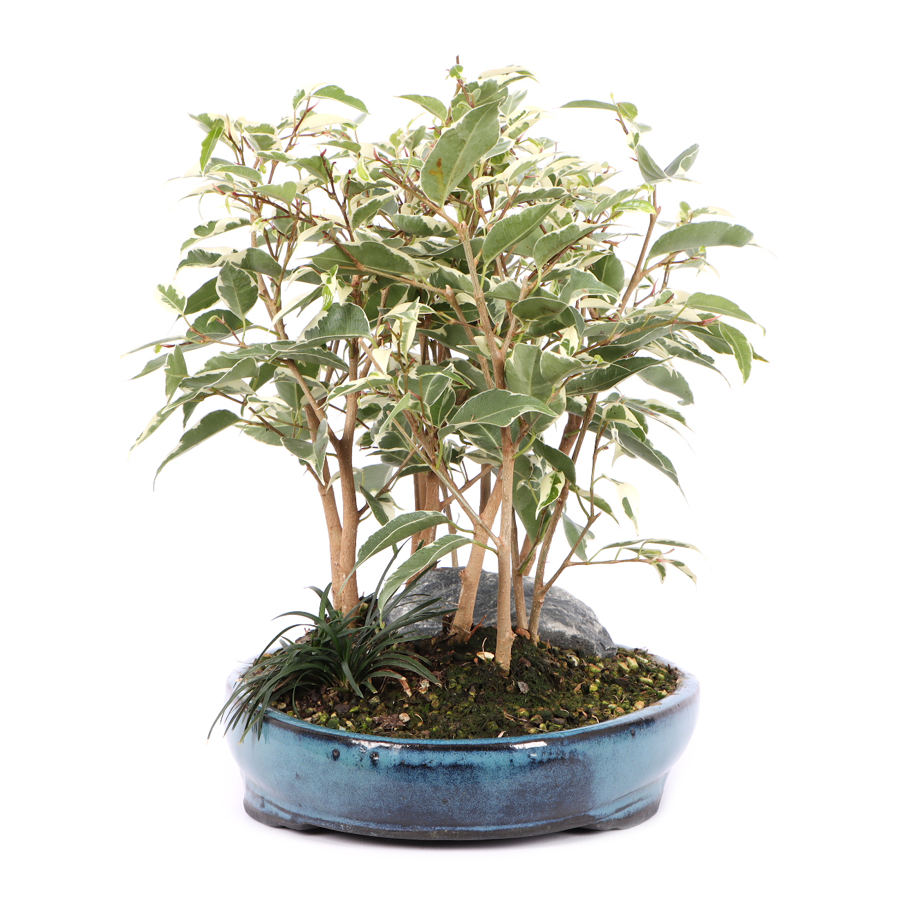 Seitenansicht rechts