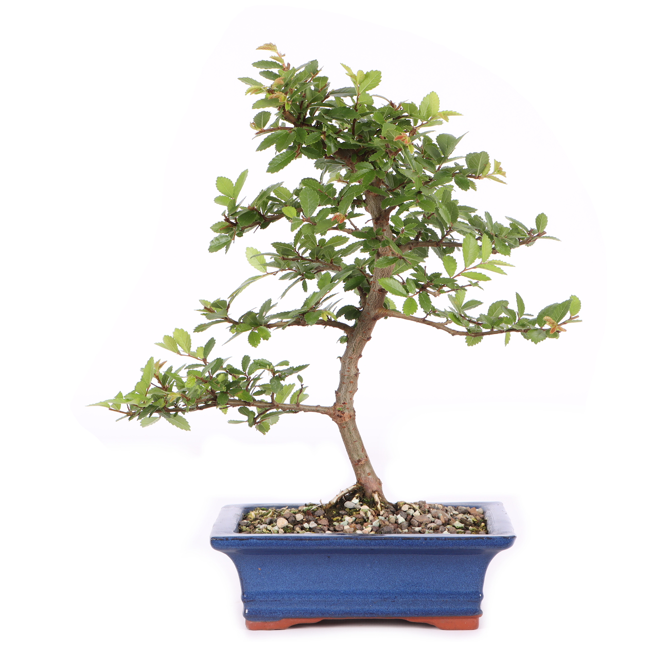 Ulmus japonica
