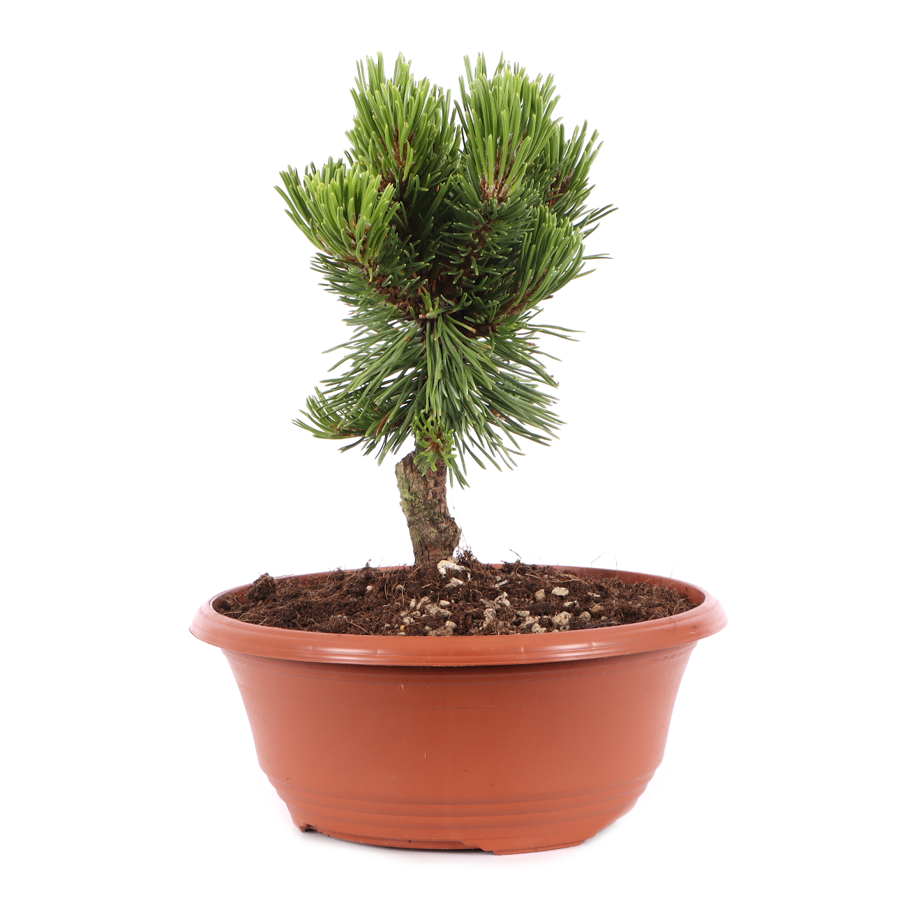 Pinus mugo 'Sherwood Compact'