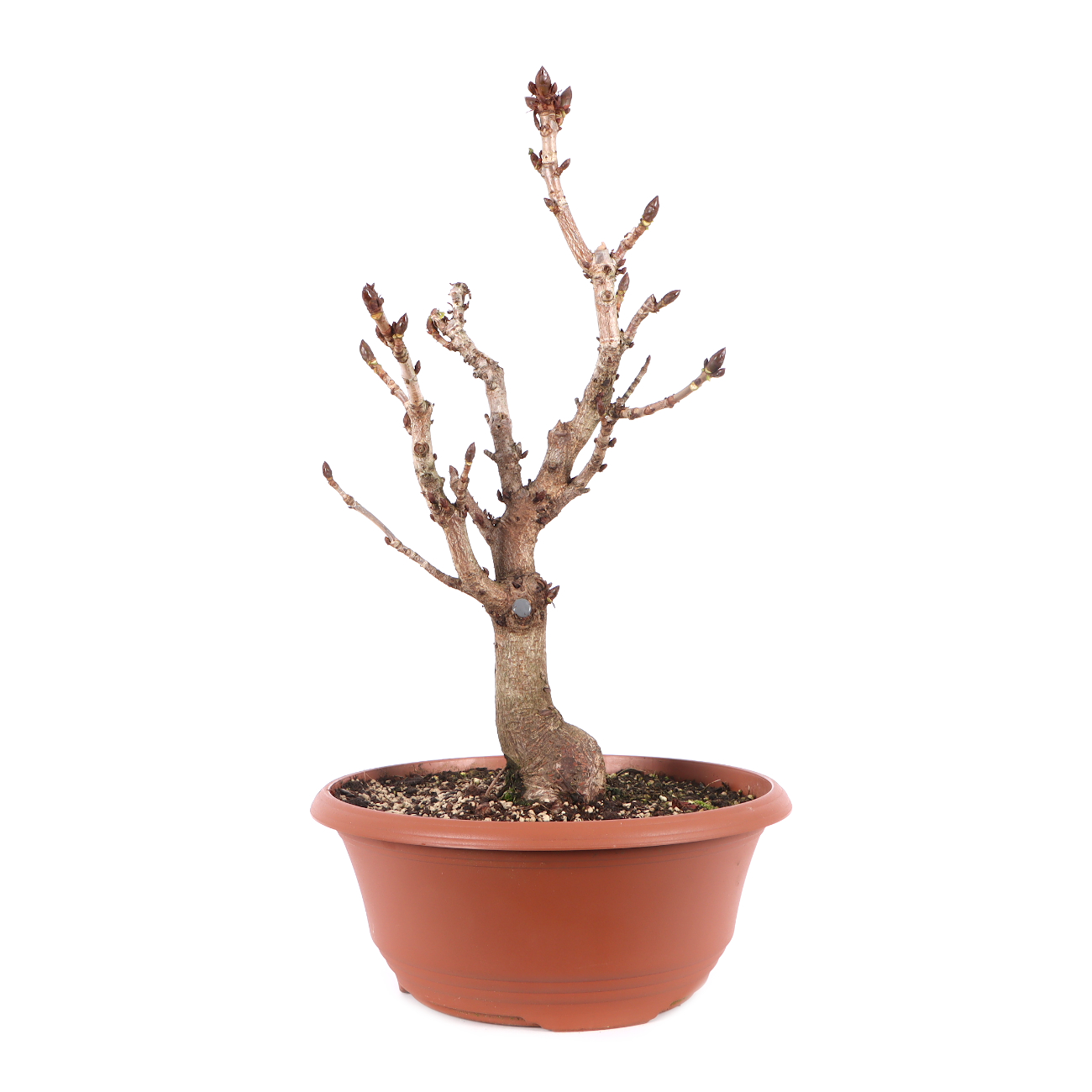 Aesculus hippocastanum