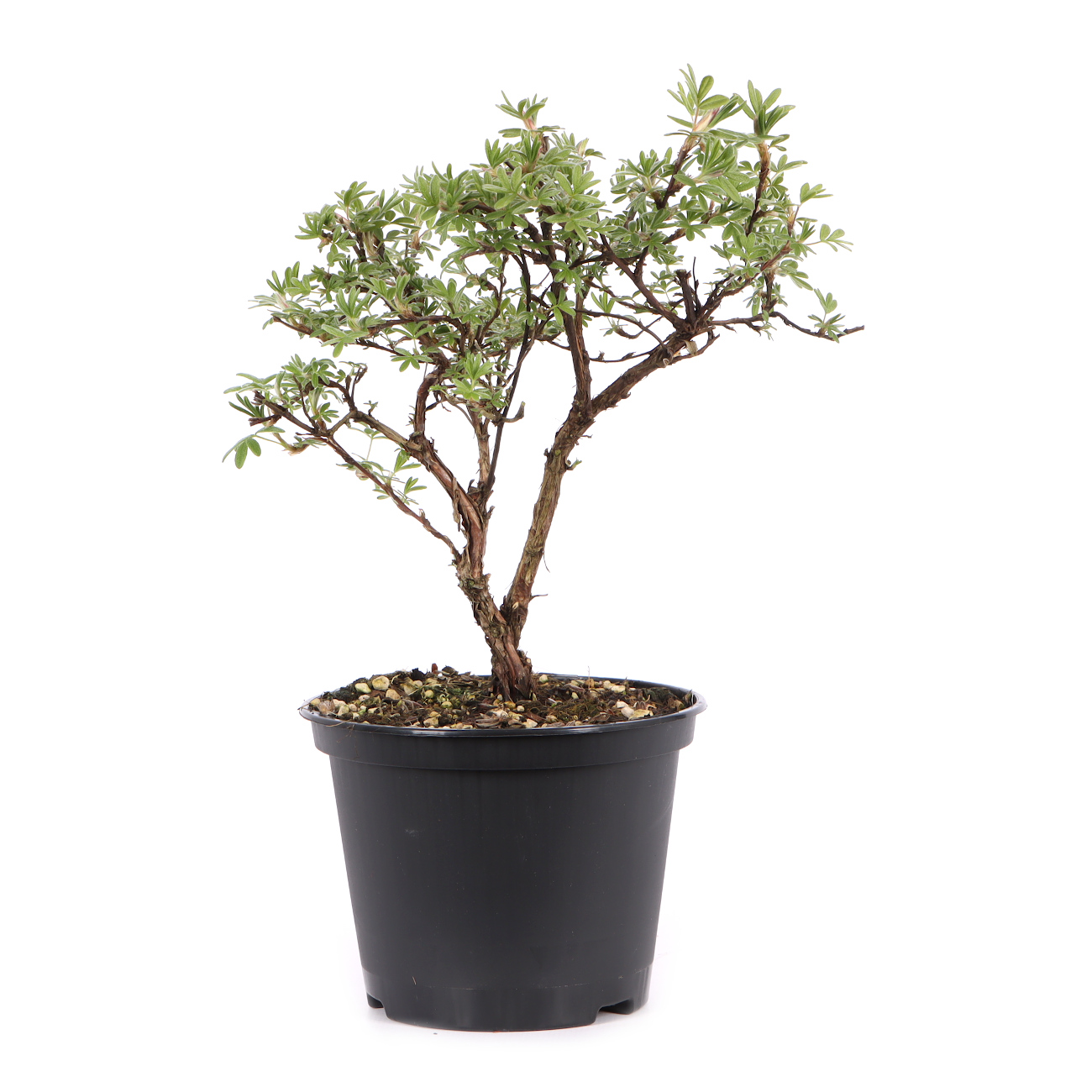 Potentilla fruticosa 'Goldteppich'