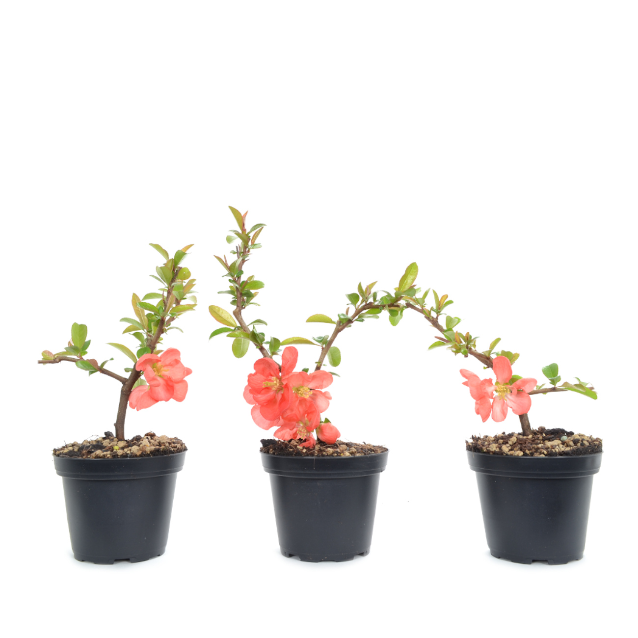 Chaenomeles x superba 'Pink Trail'