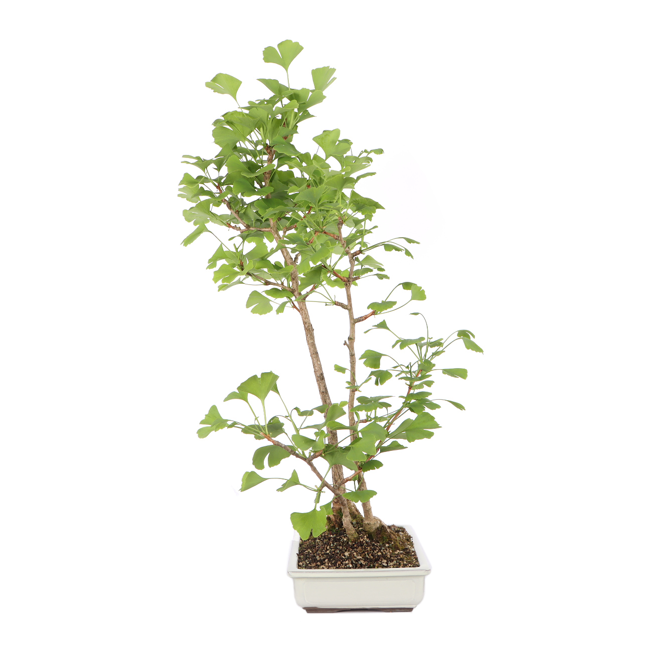Ginkgo biloba