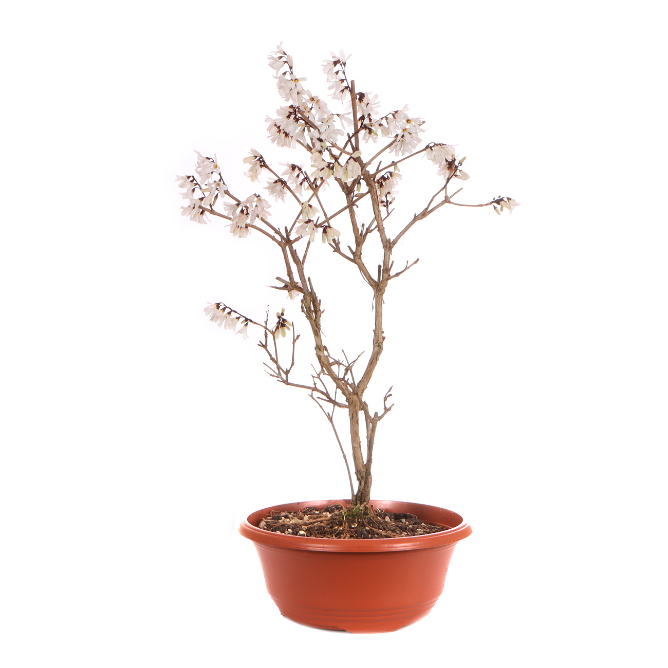 Abeliophyllum distichum